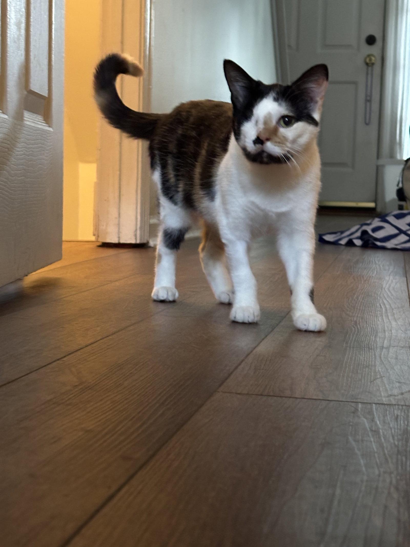 Enlarge Shelby, a Adoptable Domestic Short Hair in Broomall, PA image 3/3