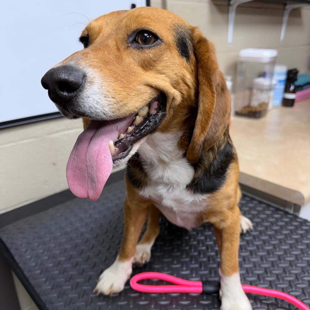 Enlarge Bengi, a Adoptable mixed breed in Madisonville, KY image 1/1