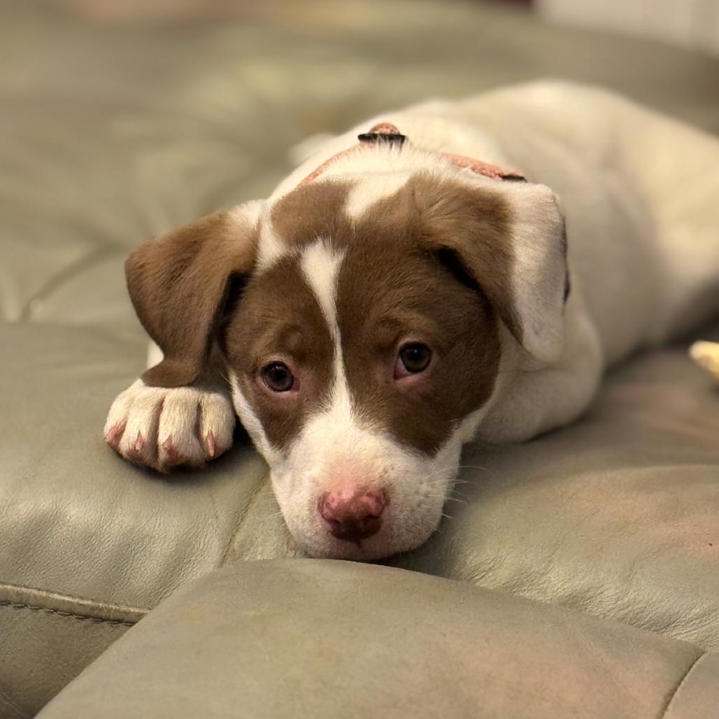 Poppy, Adoptable, Puppy Female Hound & American Staffordshire Terrier.