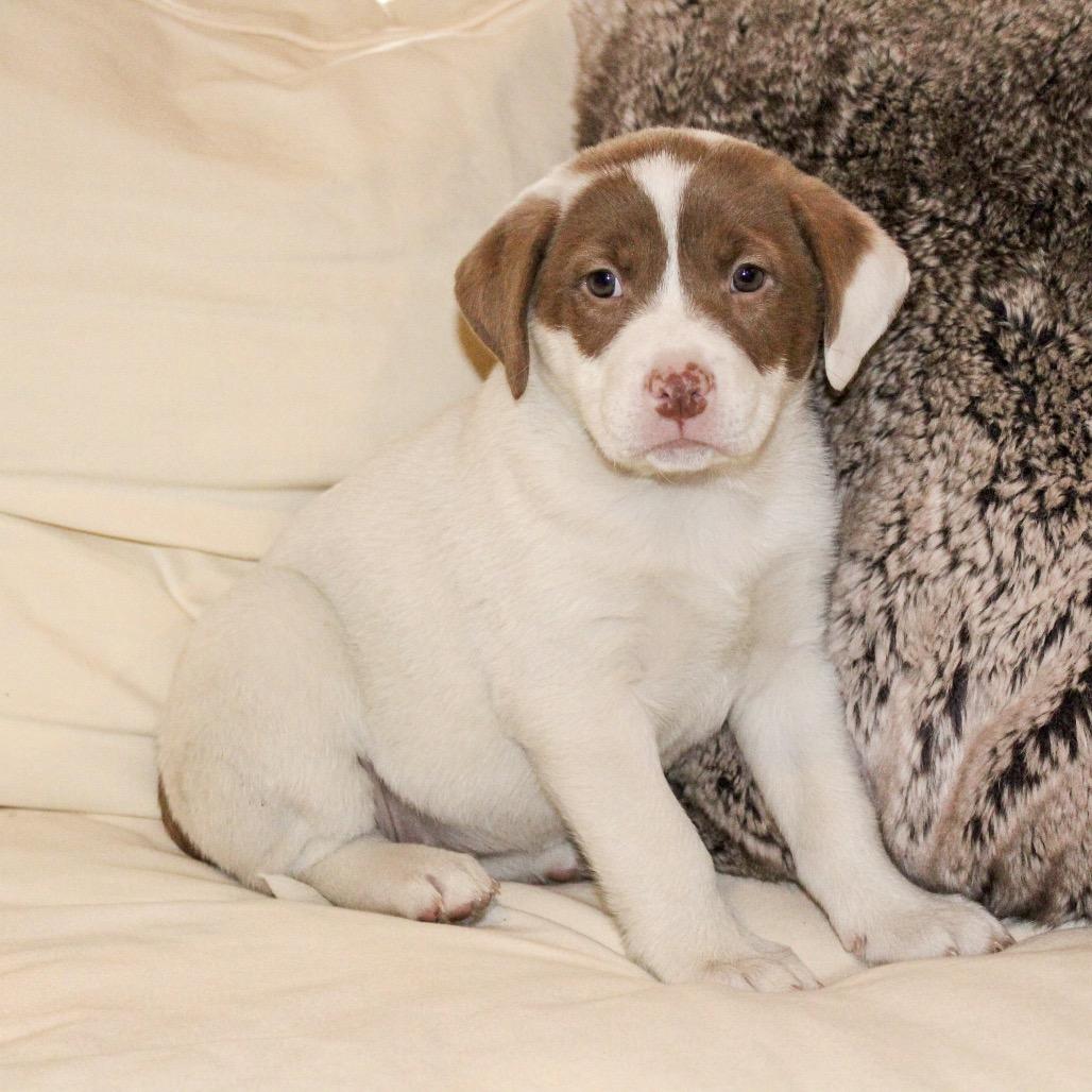 Enlarge Poppy, a Adoptable mixed breed in La Grange, KY image 2/6