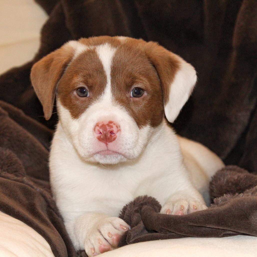 Enlarge Poppy, a Adoptable mixed breed in La Grange, KY image 5/6