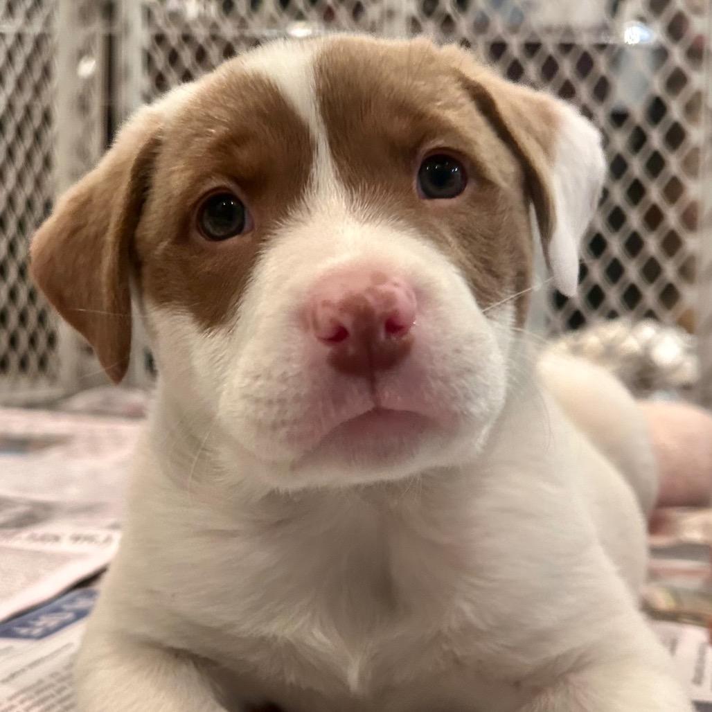 Enlarge Poppy, a Adoptable mixed breed in La Grange, KY image 6/6