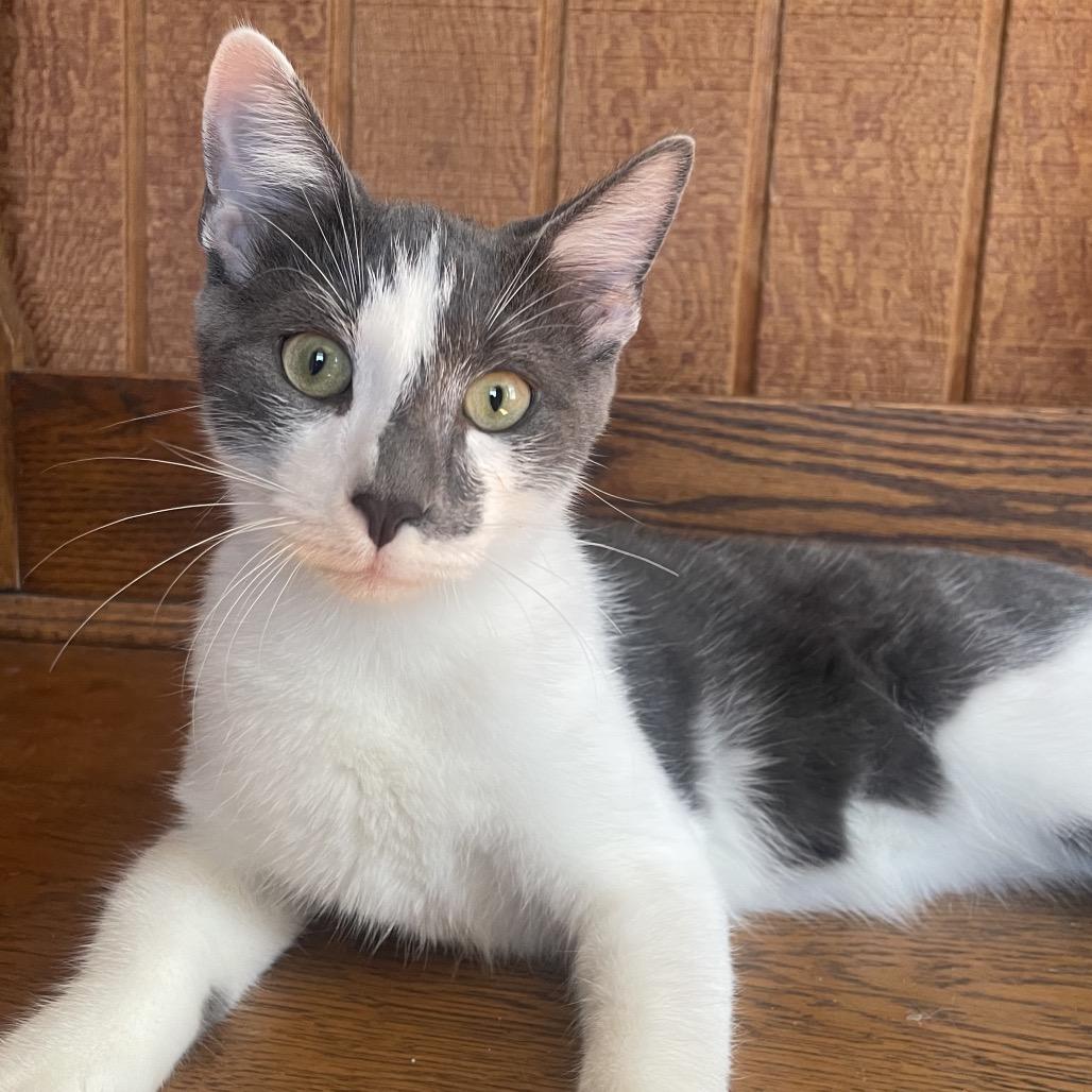 Princeton, a Adoptable Domestic Short Hair in Mount Laurel, NJ image 1/3