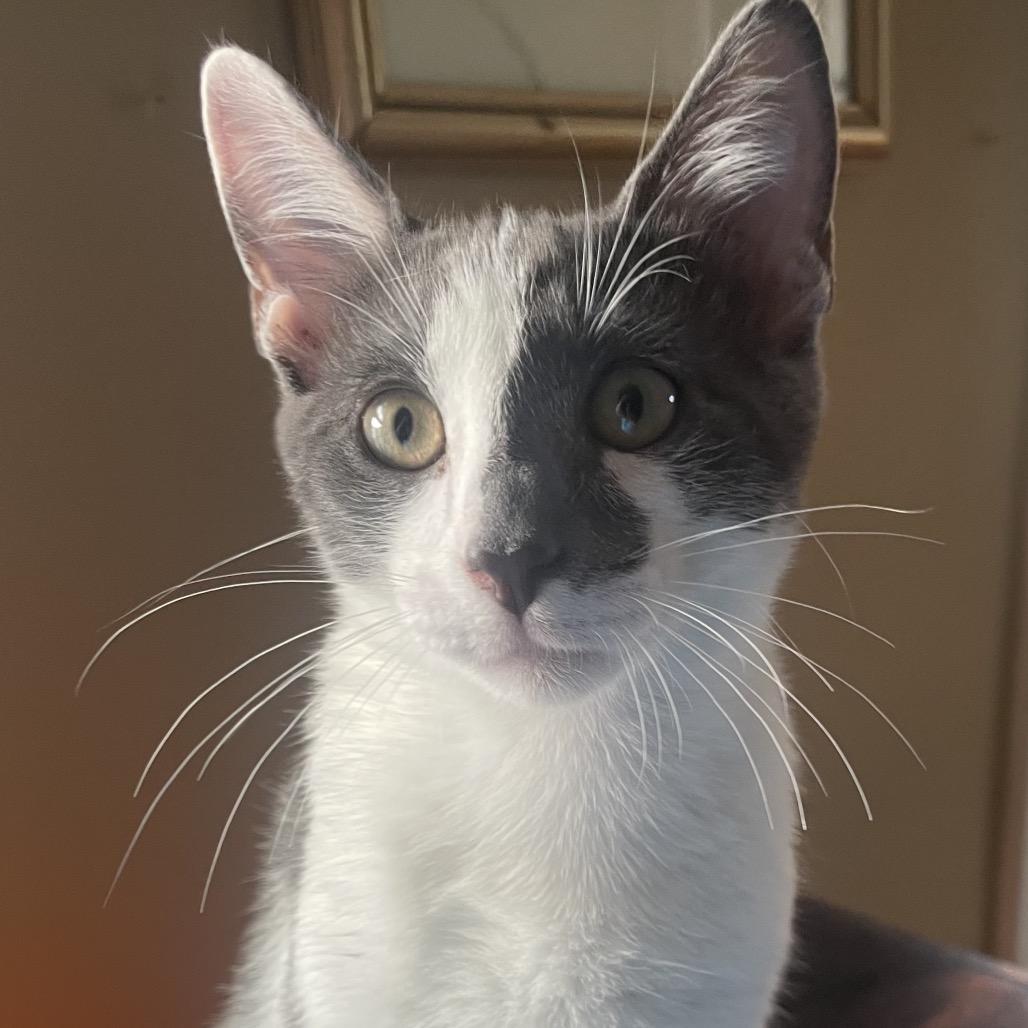 Princeton, a Adoptable Domestic Short Hair in Mount Laurel, NJ image 2/3