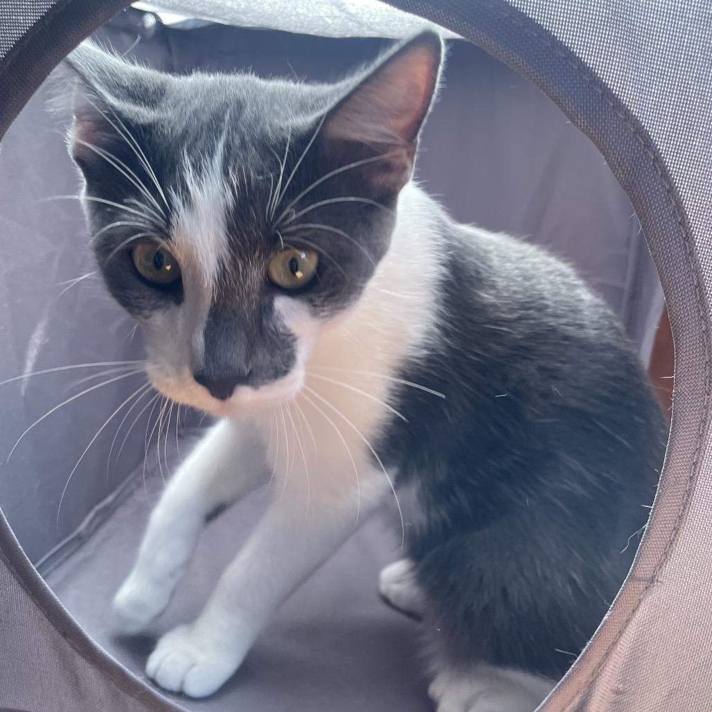 Princeton, a Adoptable Domestic Short Hair in Mount Laurel, NJ image 3/3