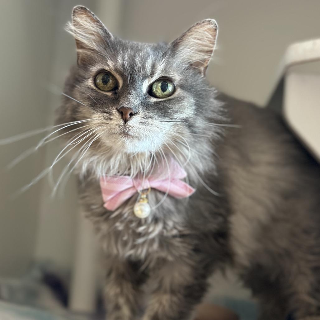 Enlarge Mochi, a Adoptable mixed breed in Chicago, IL image 1/6