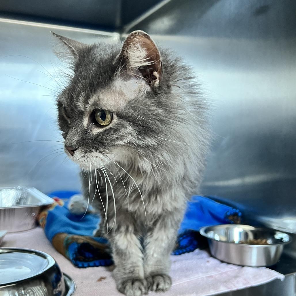 Enlarge Mochi, a Adoptable mixed breed in Chicago, IL image 4/6