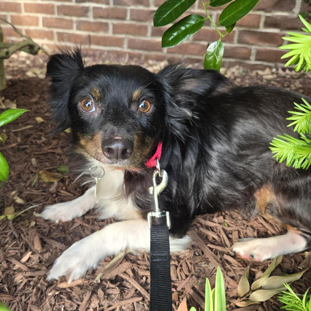 Fergus, a Adoptable mixed breed in Nashville, TN image 1/2