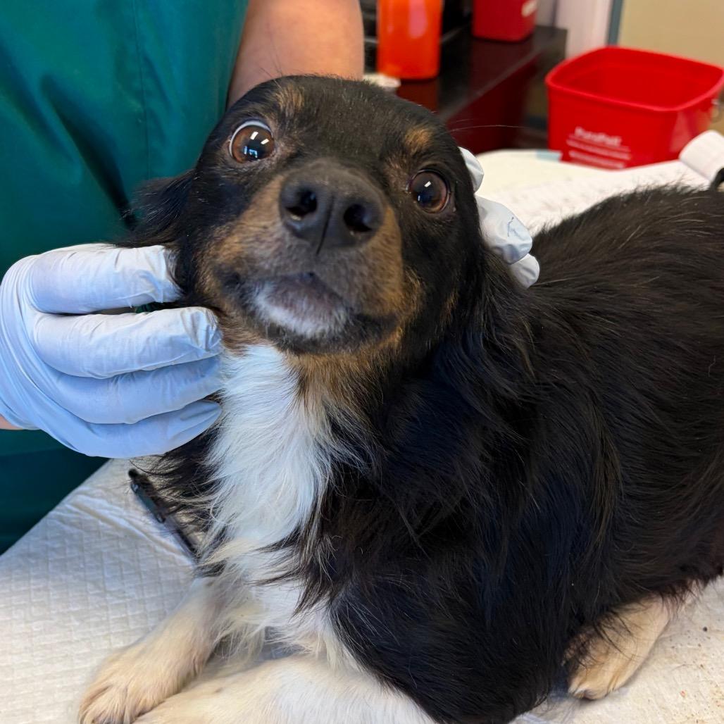 Fergus, a Adoptable mixed breed in Nashville, TN image 2/2