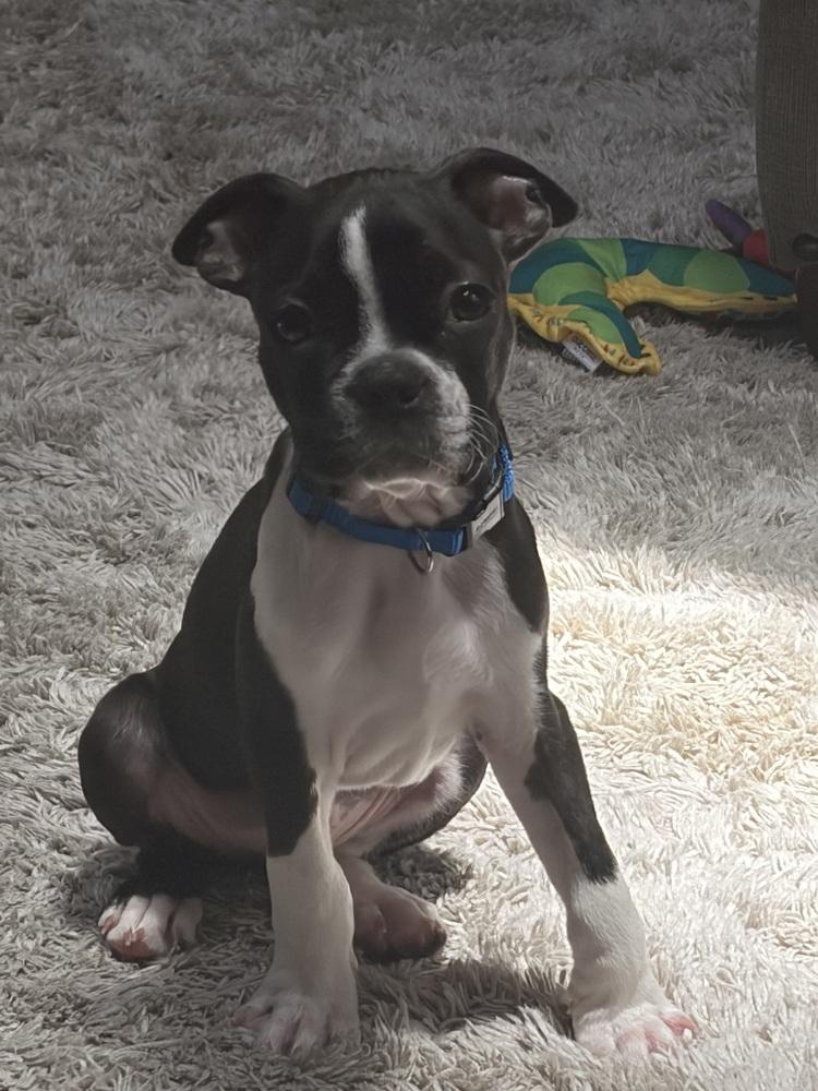 Pippin, Adopted, Puppy Male Boston Terrier.