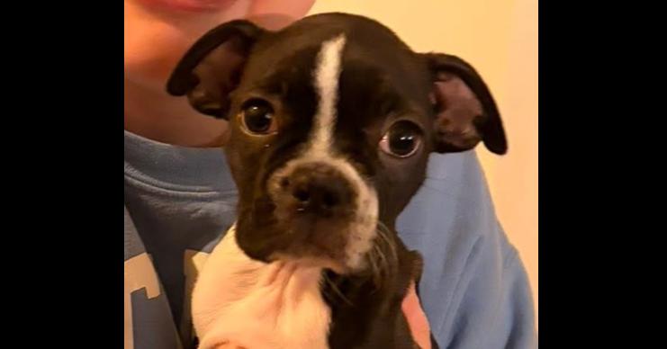 Enlarge Pippin, a Adopted Boston Terrier in Jackson, TN image 2/2