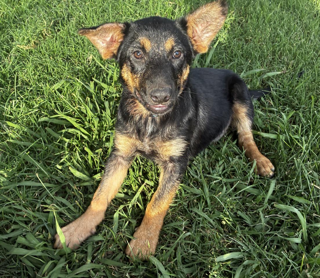 Otter, adopted, Puppy Female Shepherd & Cattle Dog.