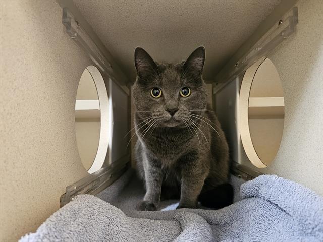 Enlarge LUXOR, a Adoptable Domestic Short Hair in Denver, CO image 1/1