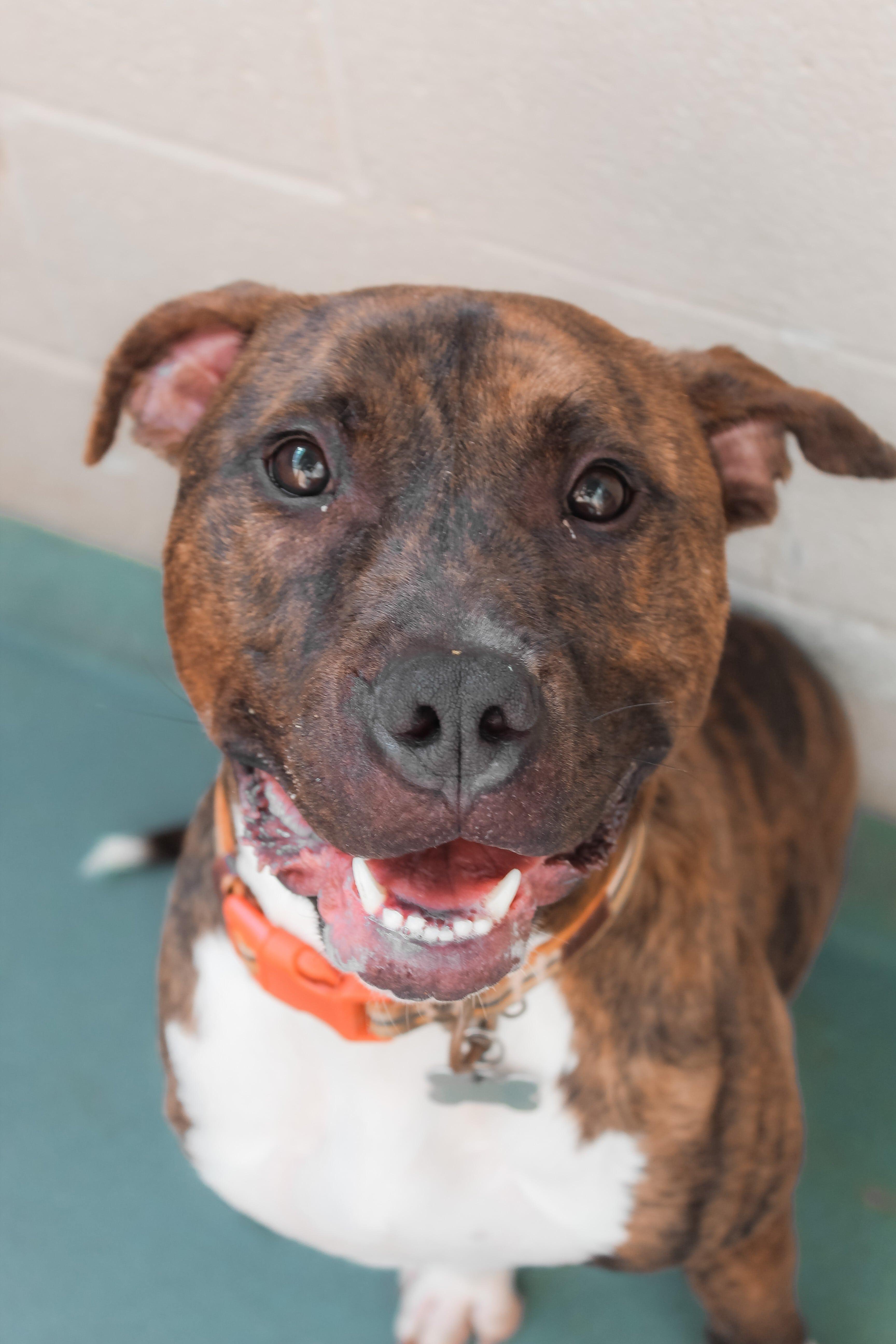 Enlarge Timmy, a Adoptable mixed breed in Phoenix, MD image 3/4