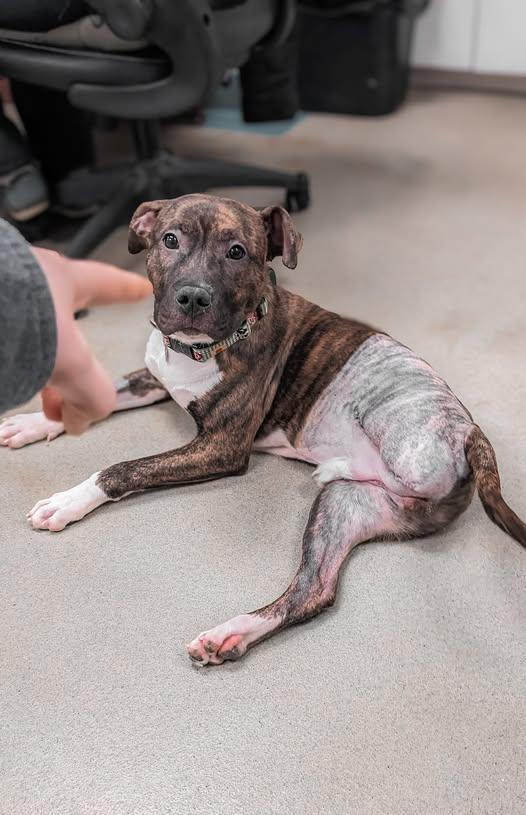 Enlarge Timmy, a Adoptable mixed breed in Phoenix, MD image 4/4