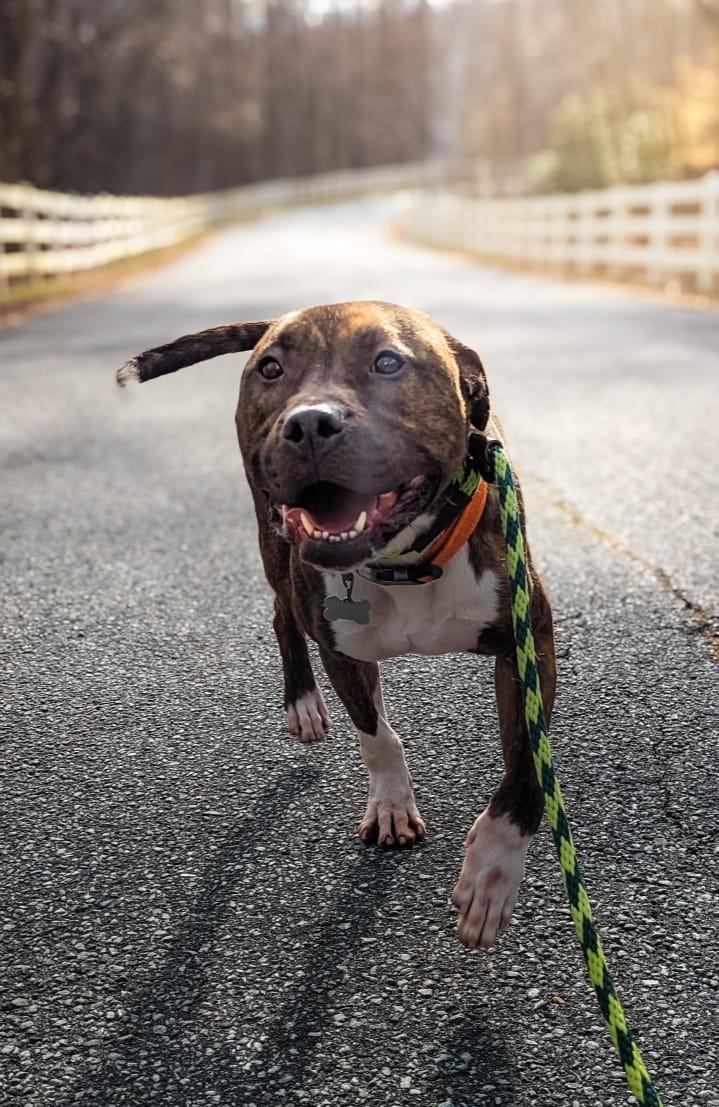 Enlarge Timmy, a Adoptable mixed breed in Phoenix, MD image 2/4