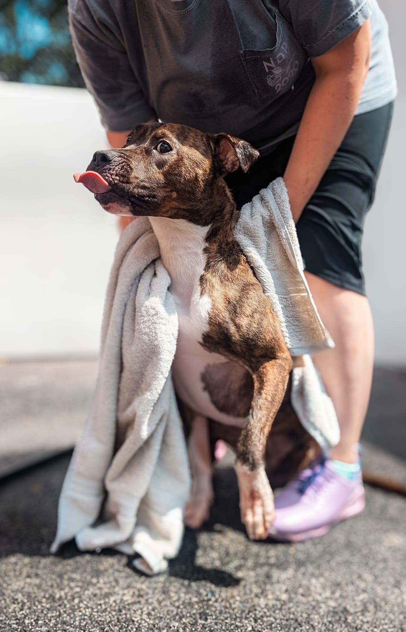 Timmy, Adoptable, Adult Male Pit Bull Terrier.