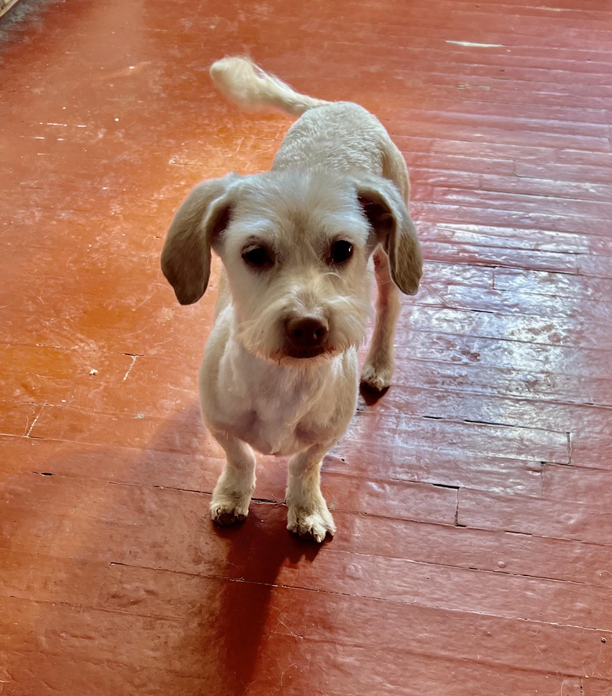 Enlarge Gemma, a ADOPTABLE Maltese in Flagstaff, AZ image 2/2