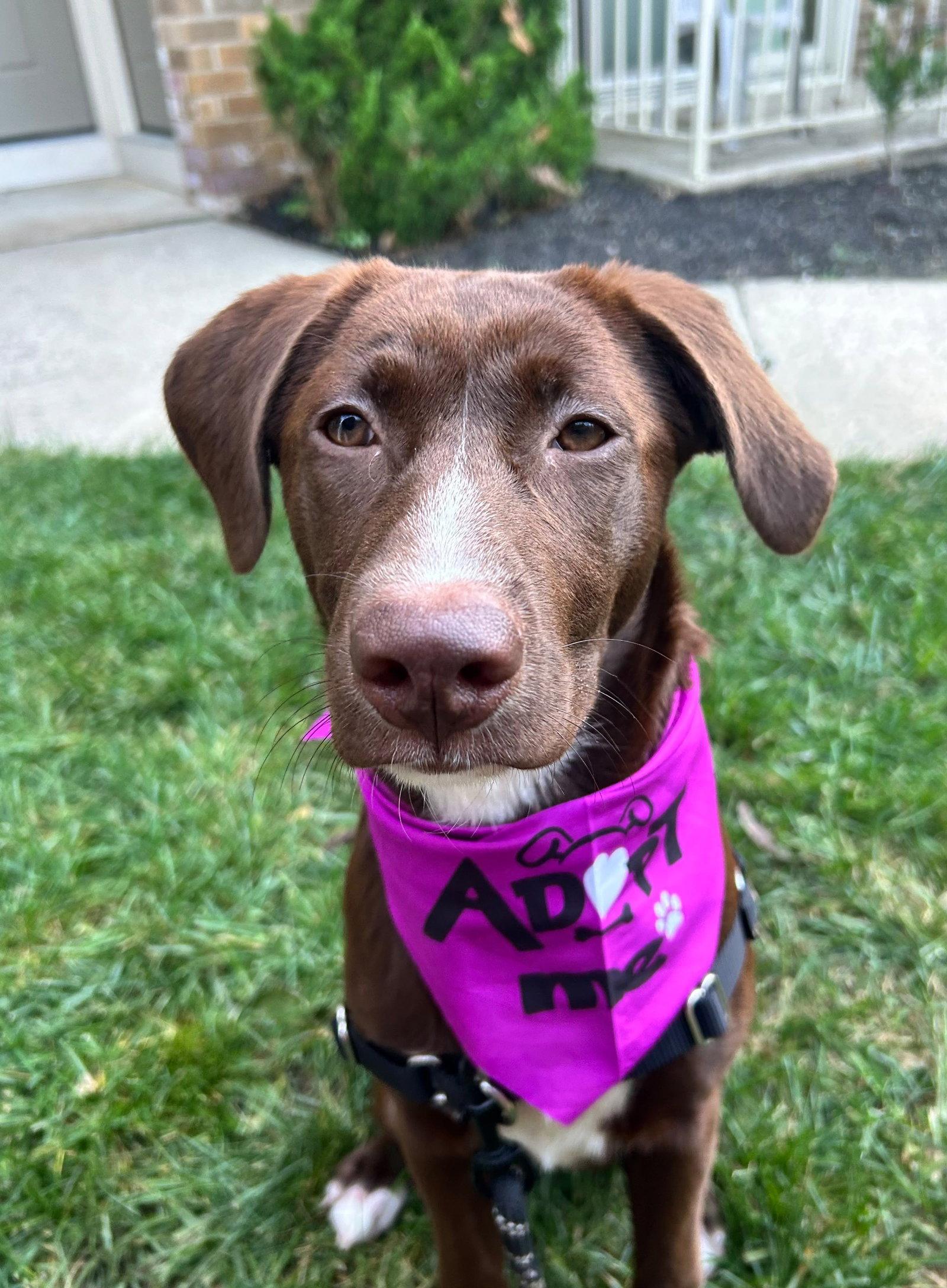 Elizabeth, Adopted, Puppy Female Labrador Retriever.