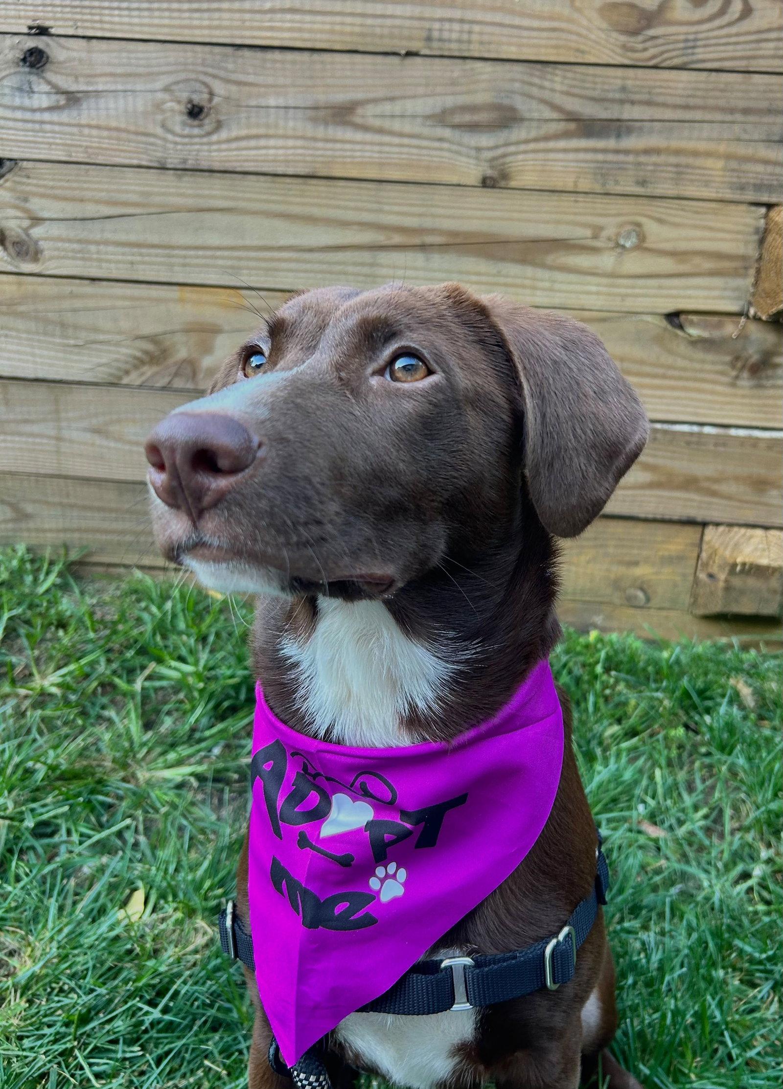 Enlarge Elizabeth, a Adopted Labrador Retriever in Cliffwood, NJ image 2/3