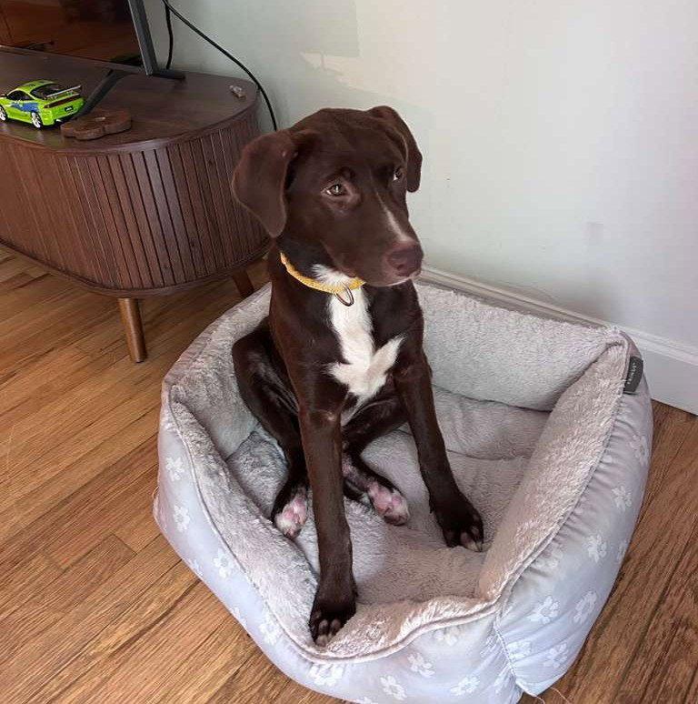 Elizabeth, Adoptable, Puppy Female Labrador Retriever.