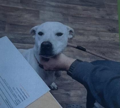 Whiskey - 3, Adoptable, Young Male Pit Bull Terrier & Mixed Breed.