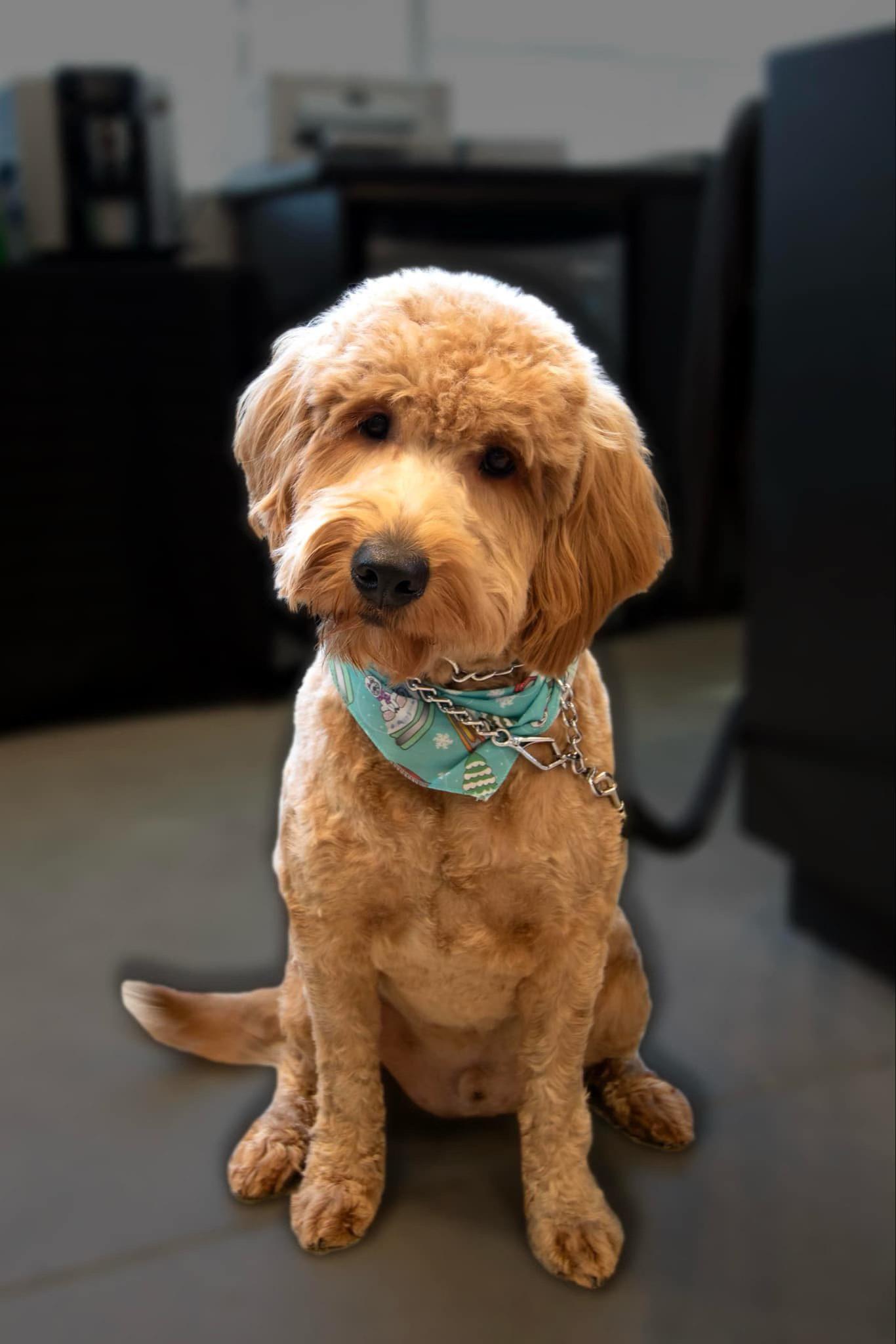 Charlie (20250329-02) — thumbnail 2