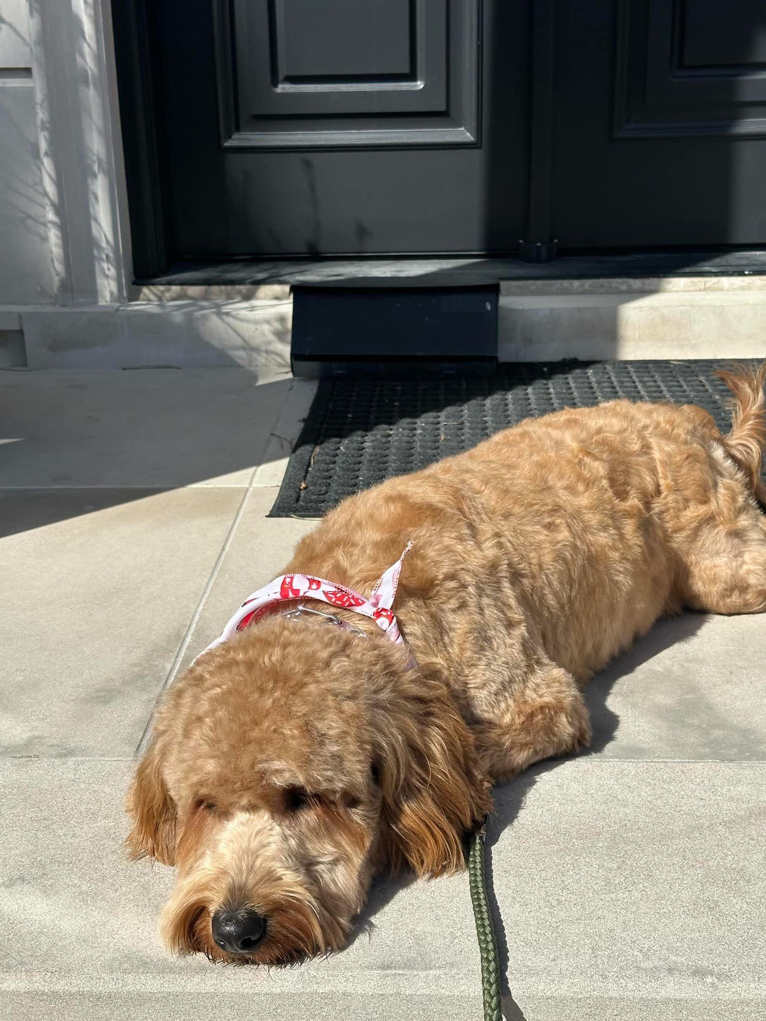 Charlie (20250329-02) — thumbnail 4