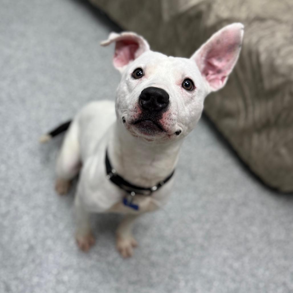 Mark, a Adoptable mixed breed in Monticello, IA image 1/6