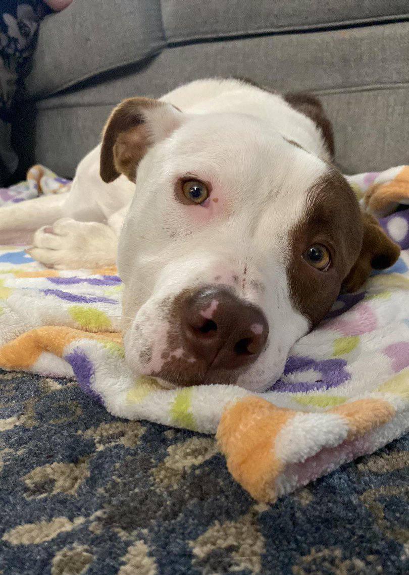 Enlarge Luchee & Eli - Bonded Pair (father and son), a Adoptable mixed breed in Hartford, CT image 2/6