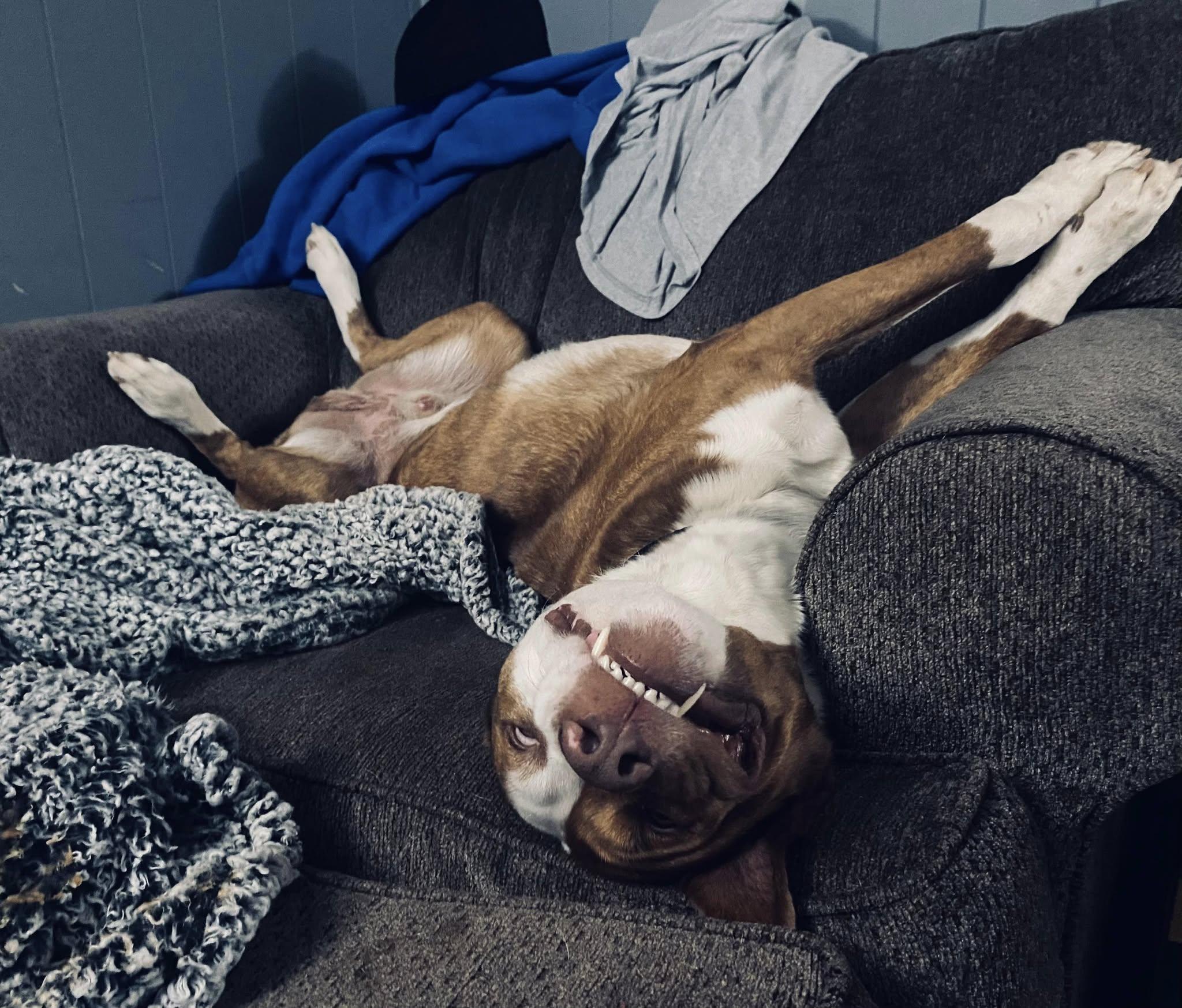 Enlarge Luchee & Eli - Bonded Pair (father and son), a Adoptable mixed breed in Hartford, CT image 4/6