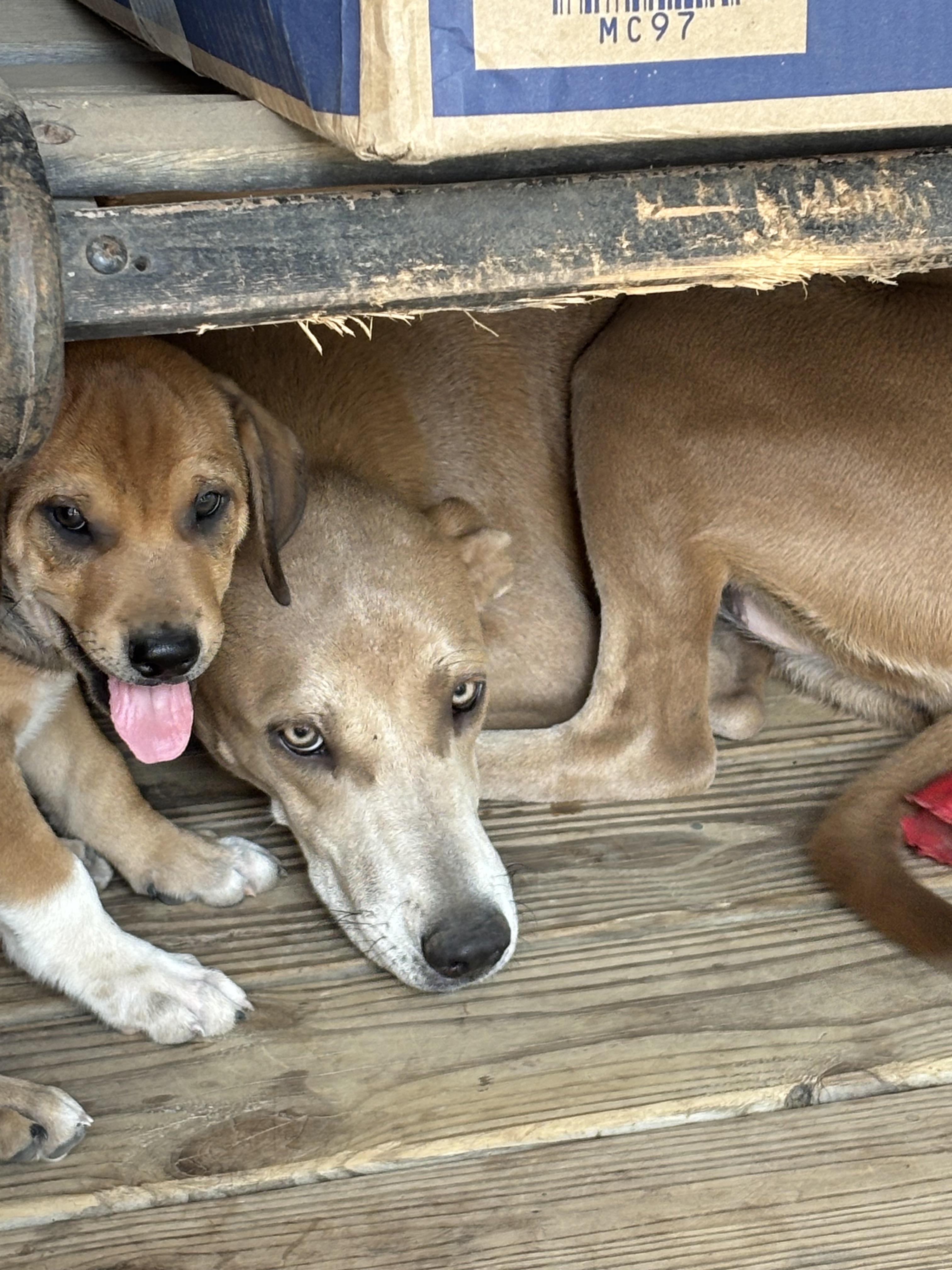 Topie, Adoptable, Young Female Terrier.