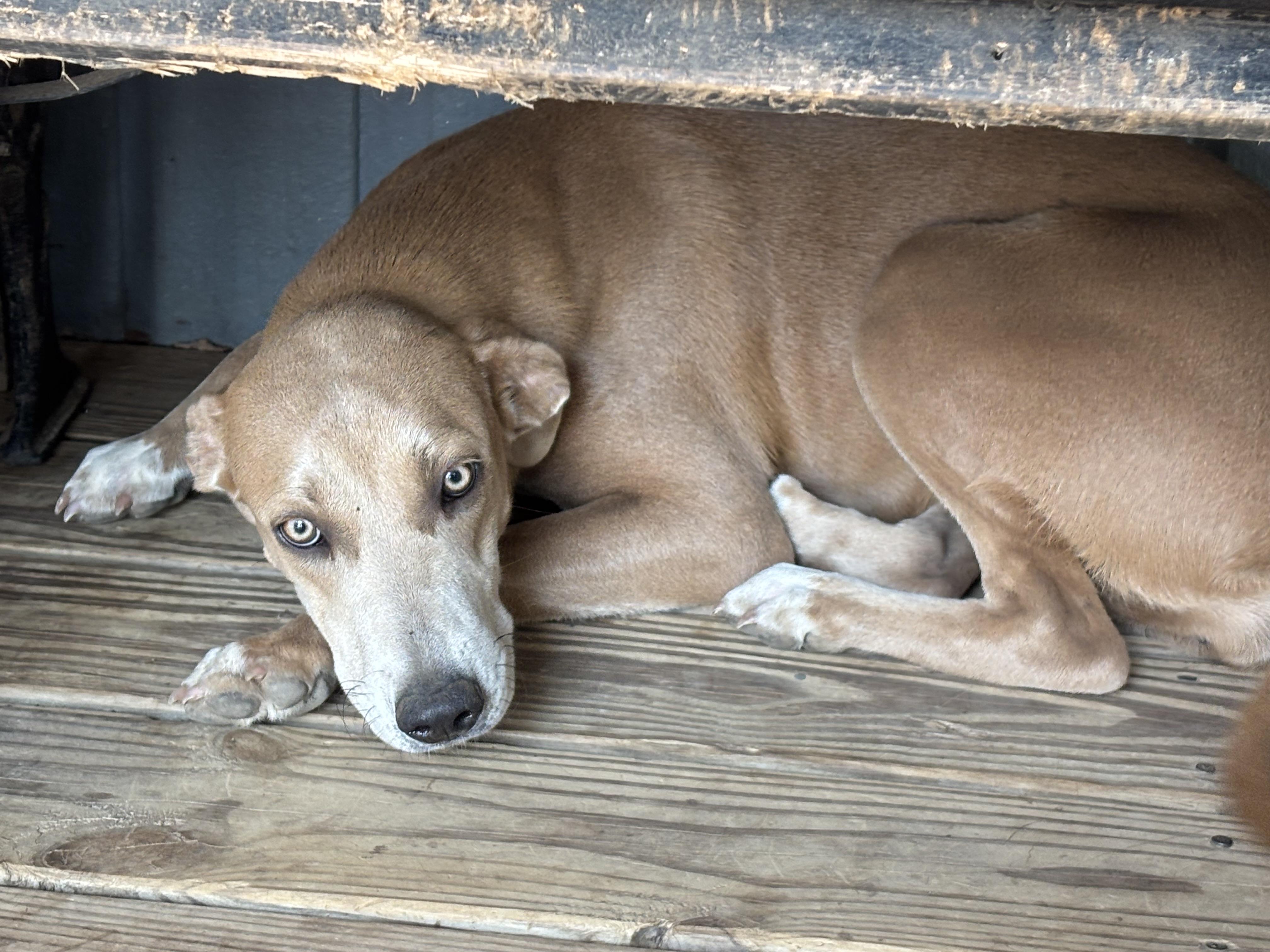 Enlarge Topie, a Adoptable mixed breed in Welling, OK image 2/2