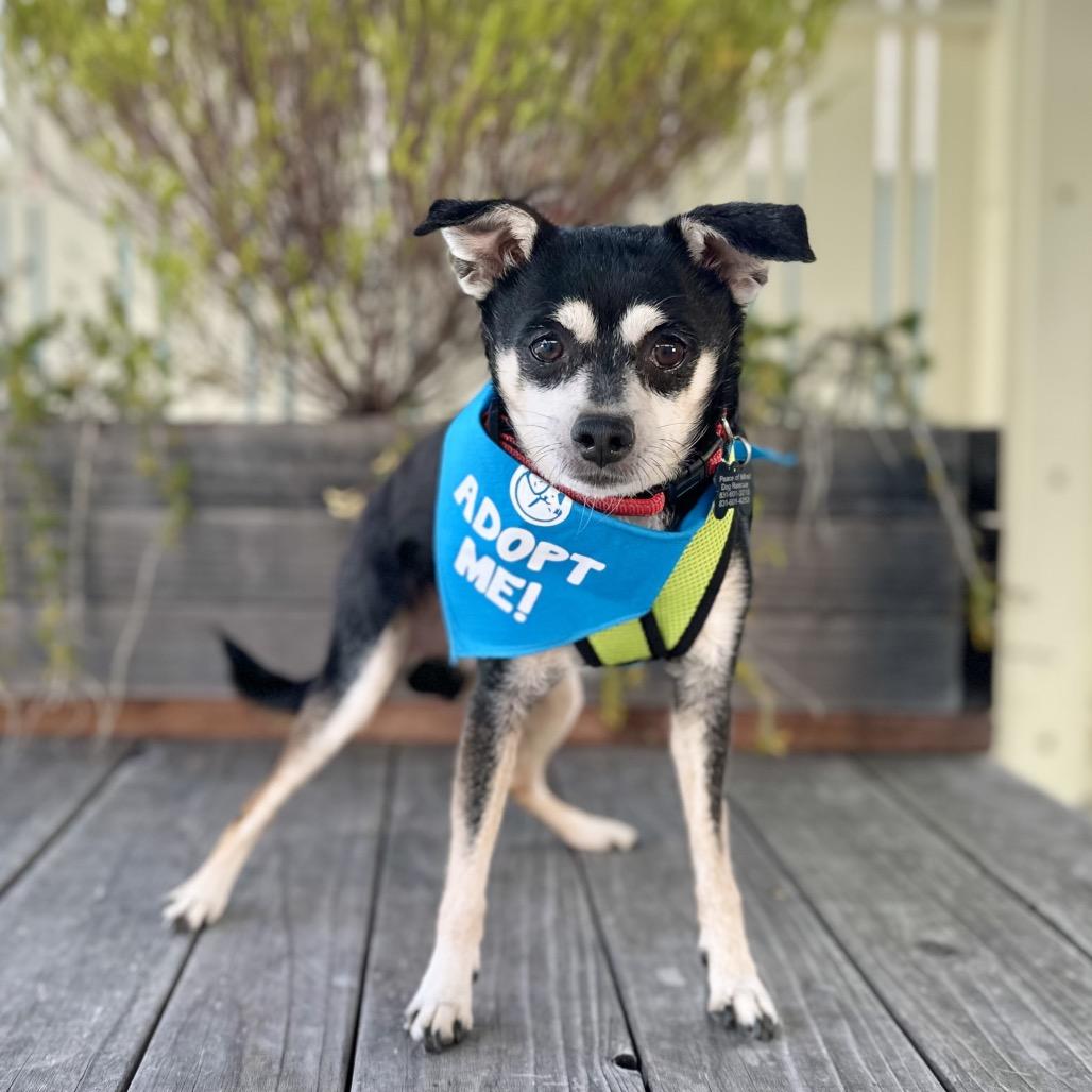Enlarge Mayo, a Adoptable mixed breed in Pacific Grove, CA image 1/5