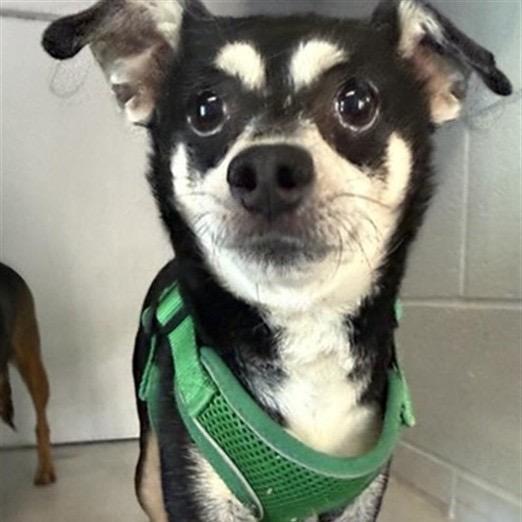 Enlarge Mayo, a Adoptable mixed breed in Pacific Grove, CA image 2/5