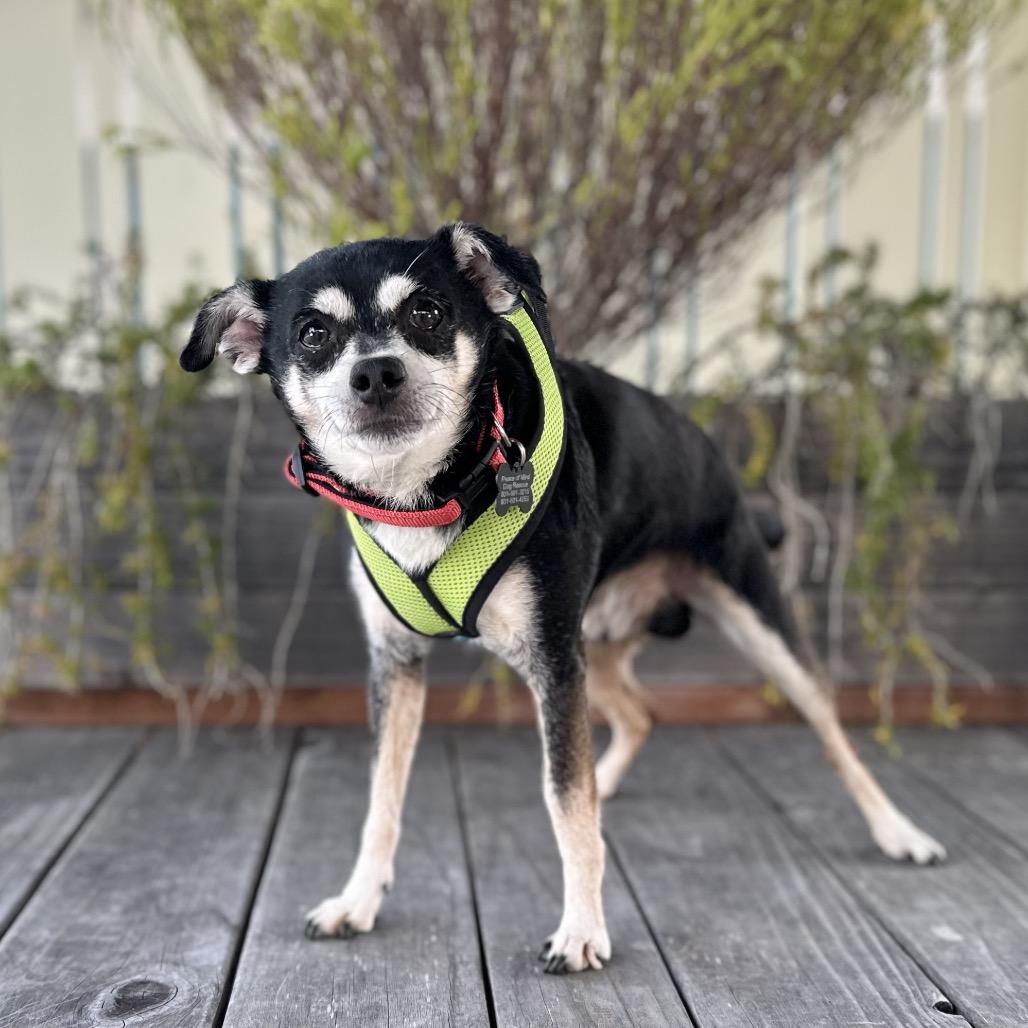 Enlarge Mayo, a Adoptable mixed breed in Pacific Grove, CA image 3/5