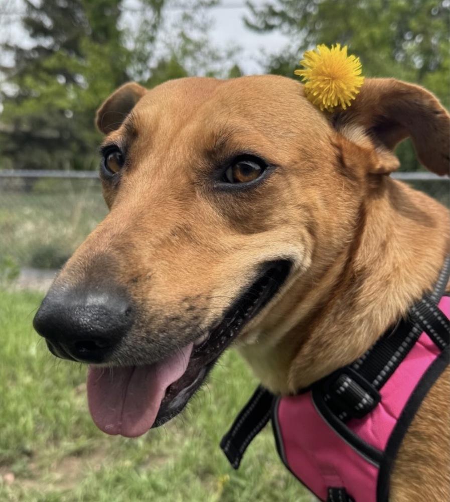 Leia, Adoptable, Adult Female Labrador Retriever.