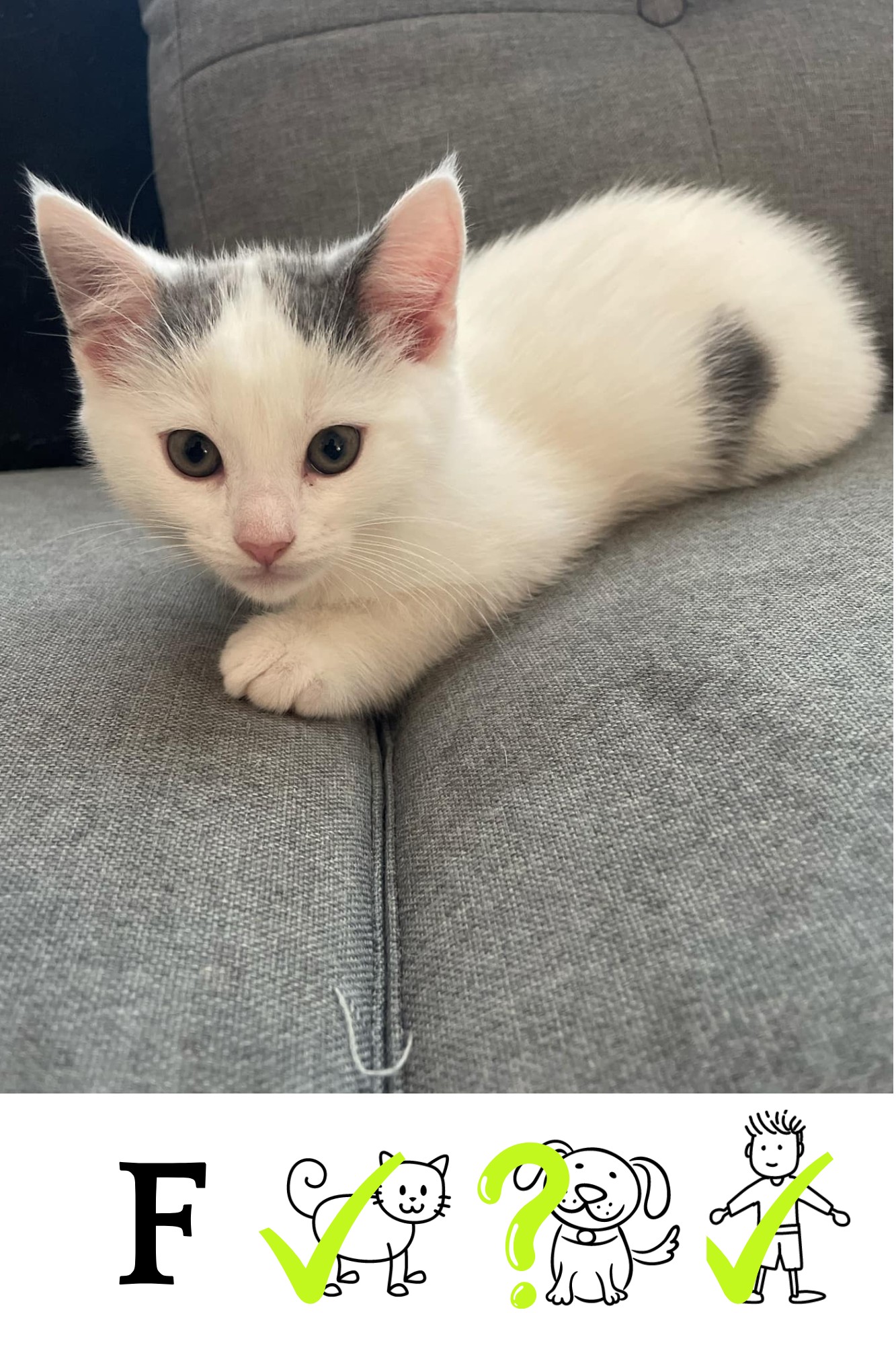 Enlarge Zelda, a Adopted Domestic Medium Hair in Longueuil, QC image 1/1