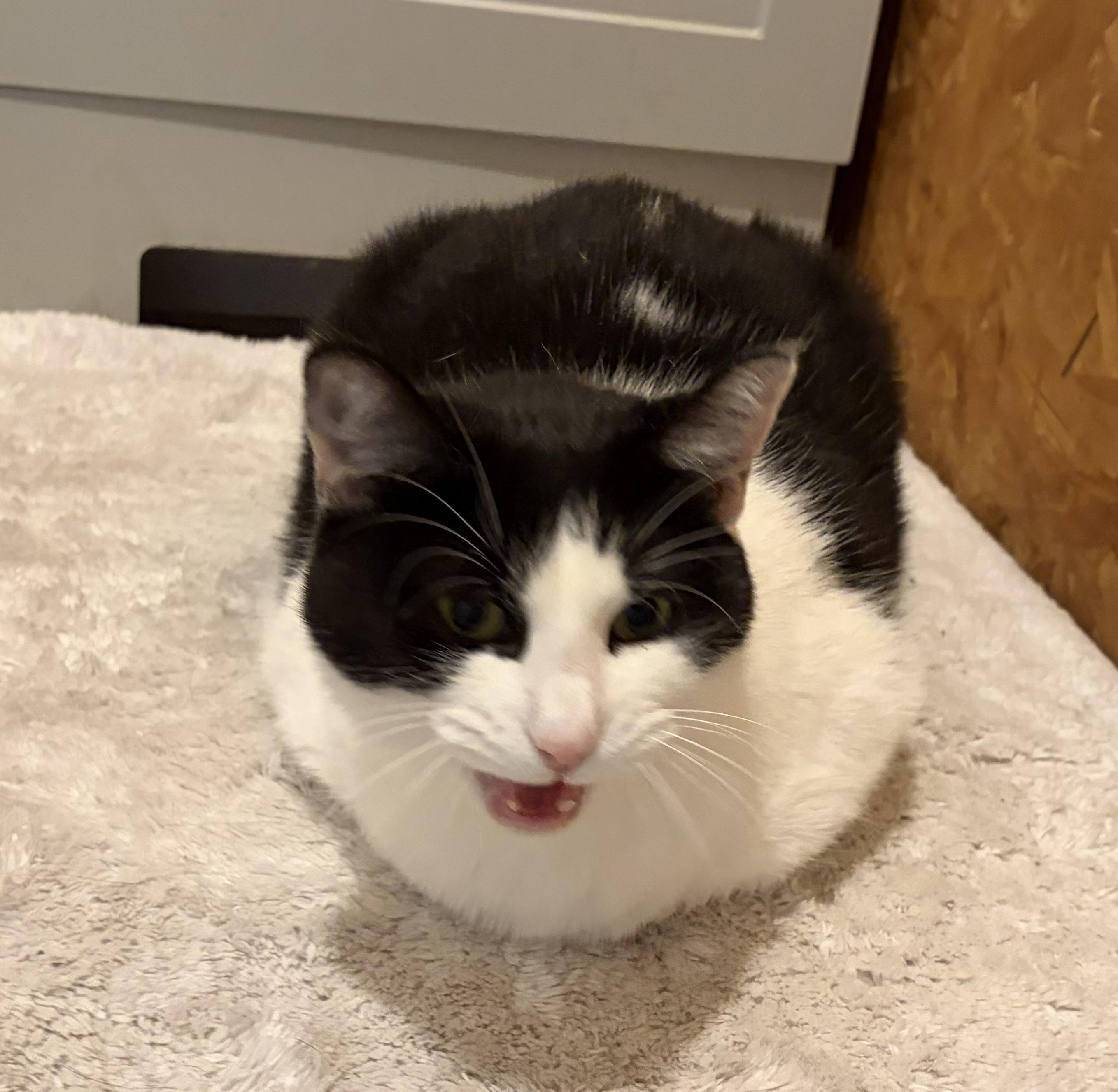 Enlarge Missy, a Adoptable Domestic Short Hair in Melbourne, AR image 5/6