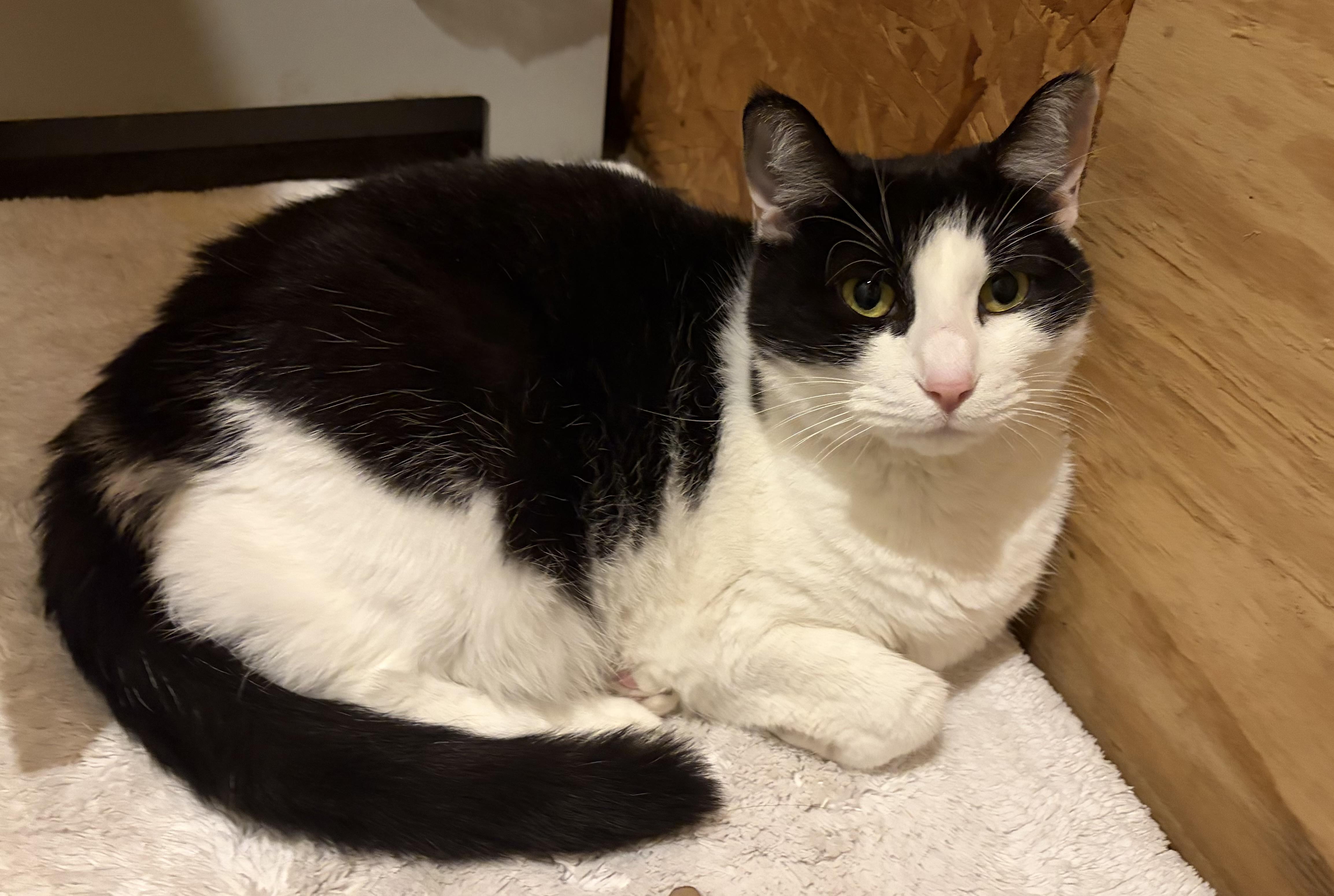 Enlarge Missy, a Adoptable Domestic Short Hair in Melbourne, AR image 1/6