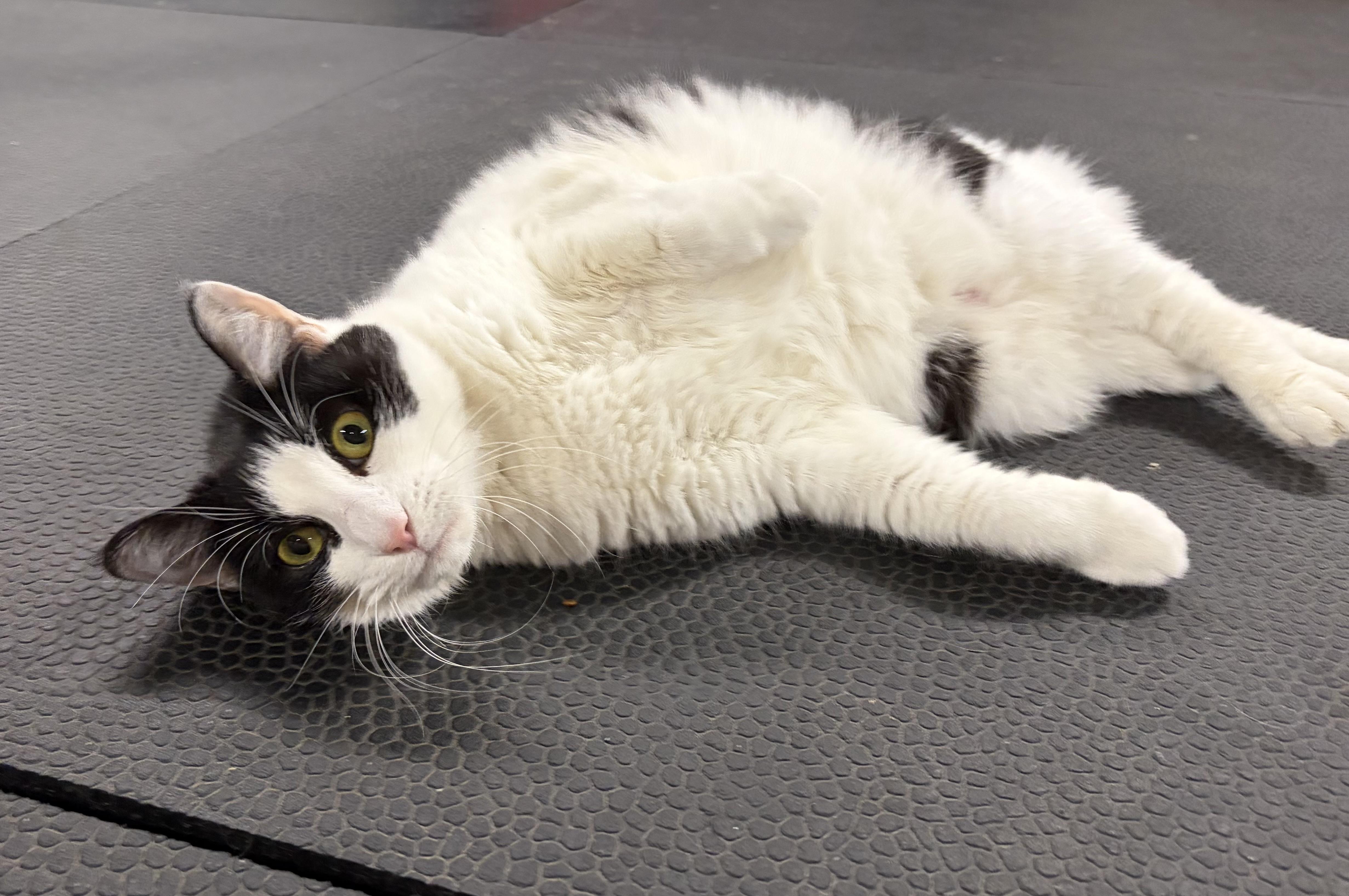 Enlarge Missy, a Adoptable Domestic Short Hair in Melbourne, AR image 4/6