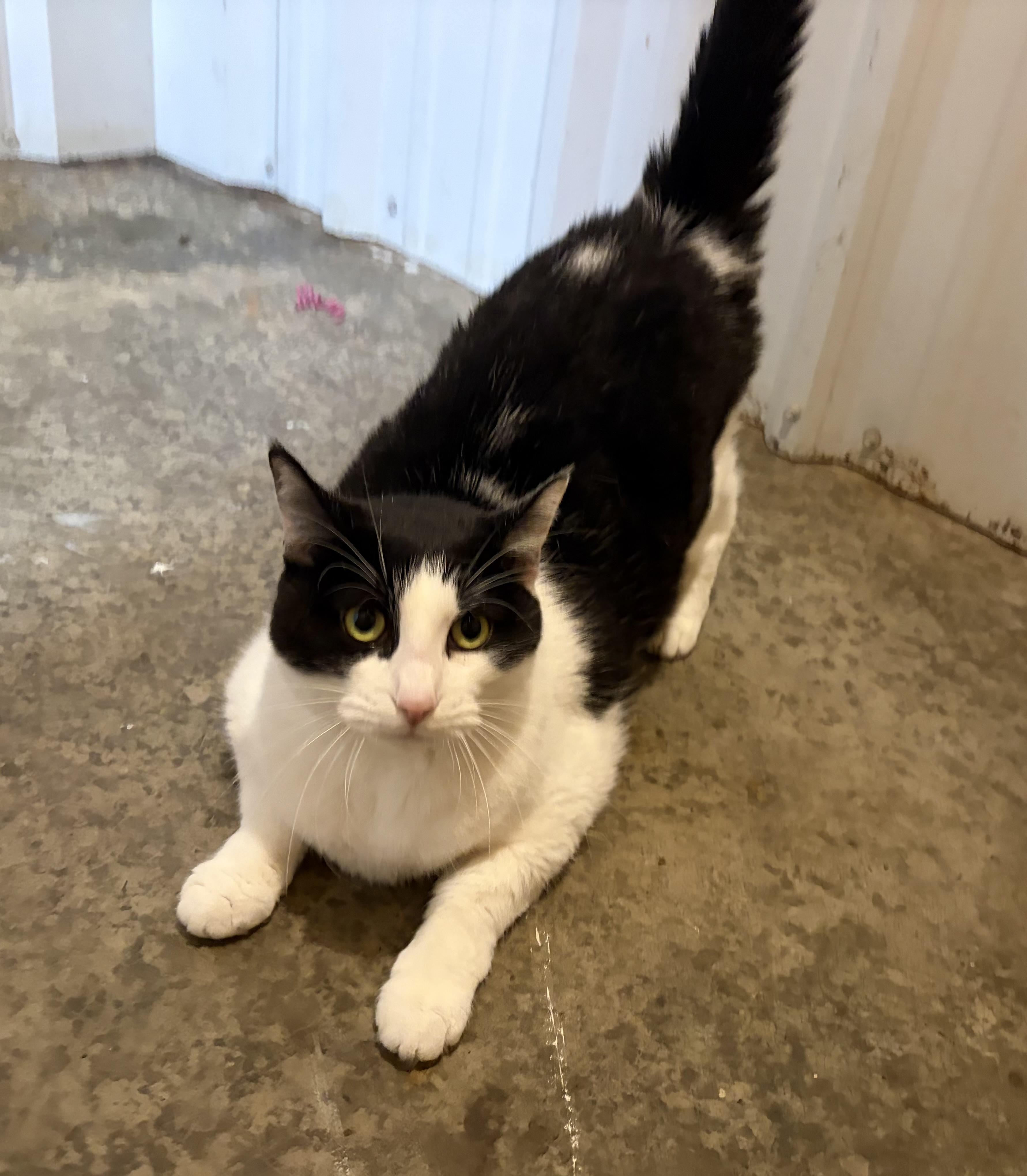 Enlarge Missy, a Adoptable Domestic Short Hair in Melbourne, AR image 3/6