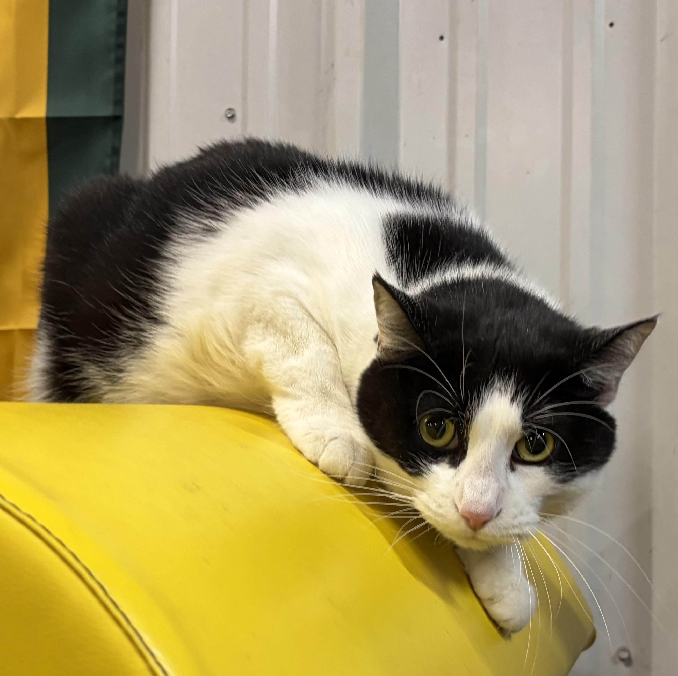 Enlarge Missy, a Adoptable Domestic Short Hair in Melbourne, AR image 6/6