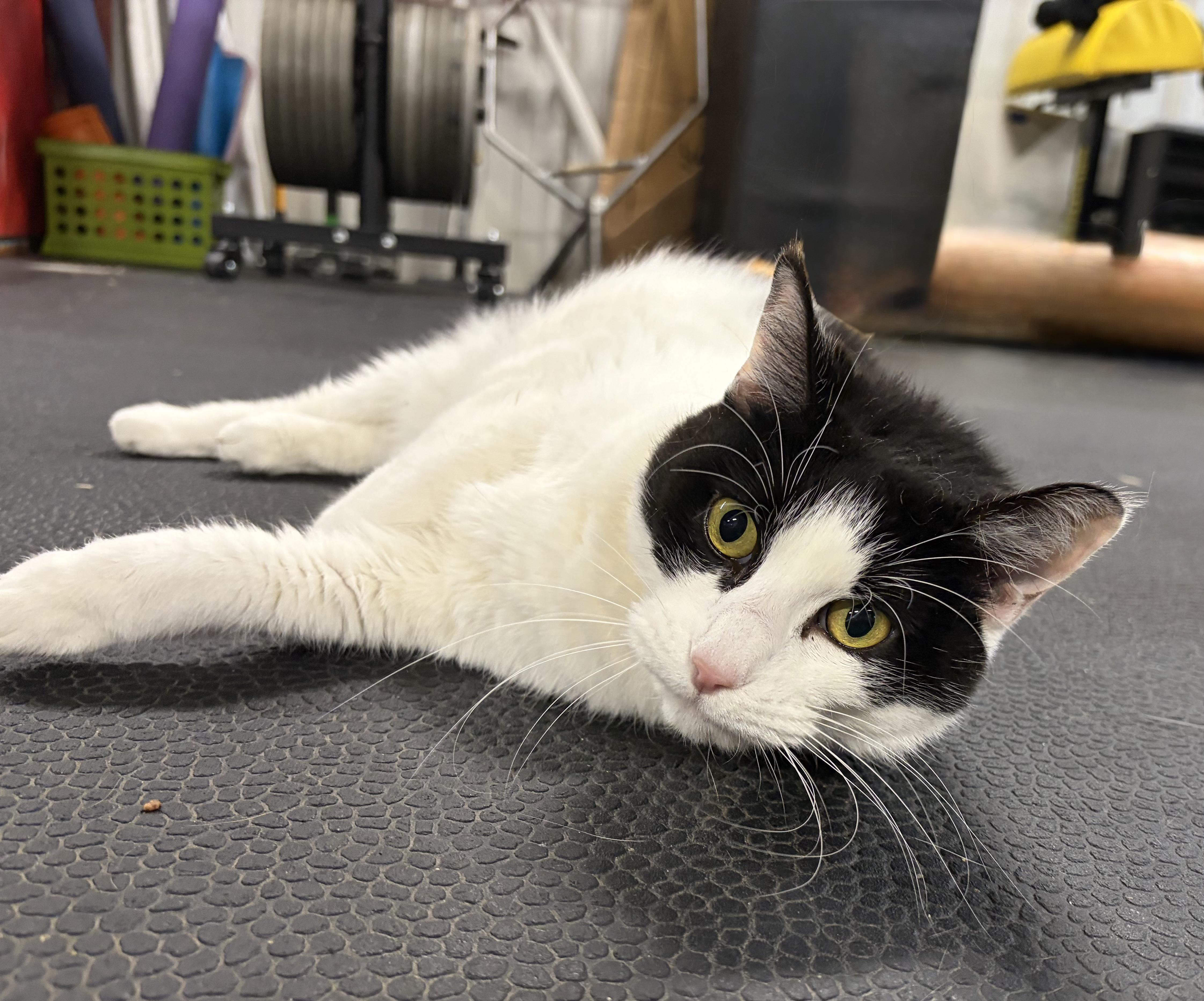 Enlarge Missy, a Adoptable Domestic Short Hair in Melbourne, AR image 2/6