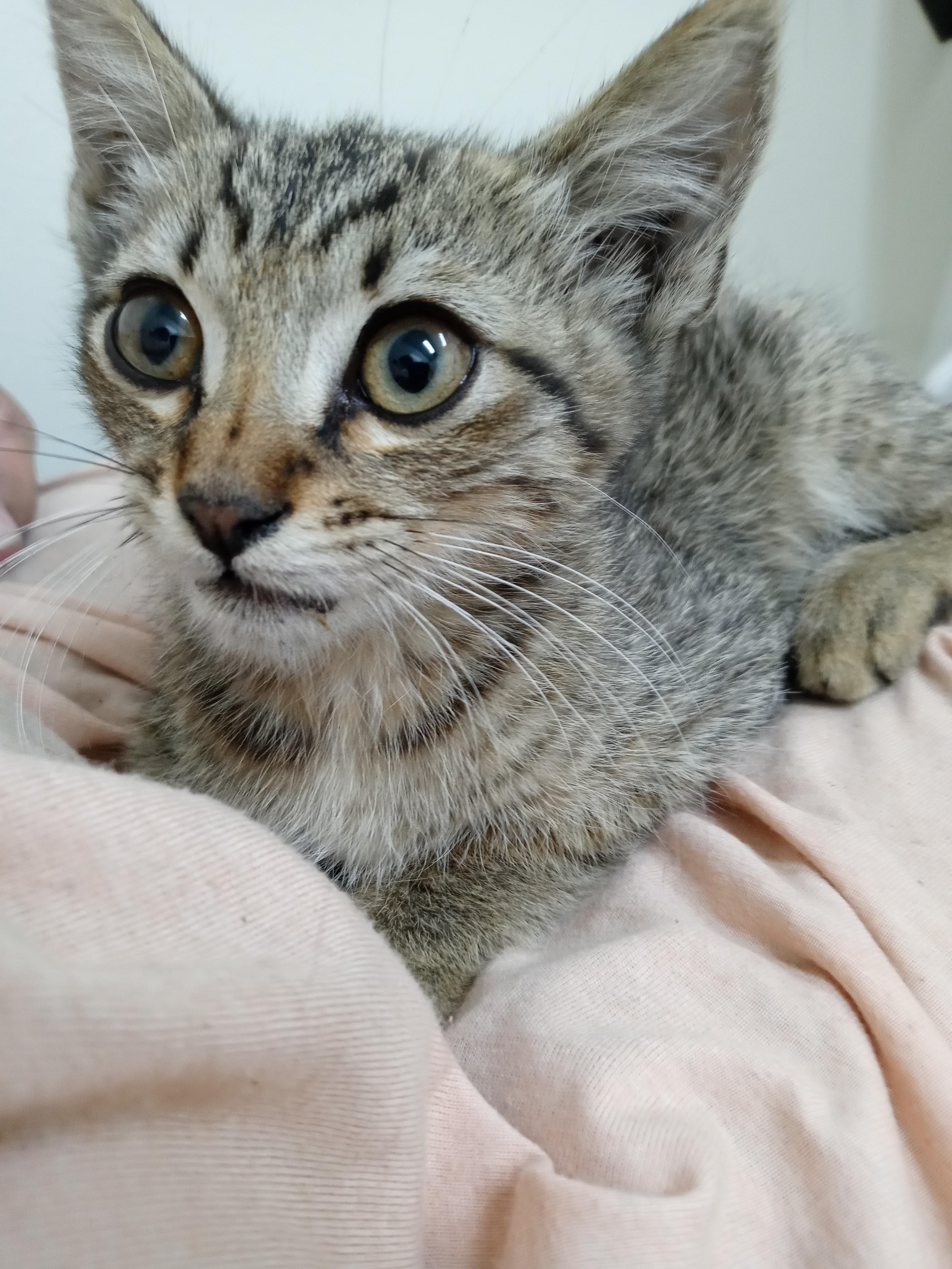 Enlarge George, a Adoptable American Shorthair in Panorama City, CA image 1/5