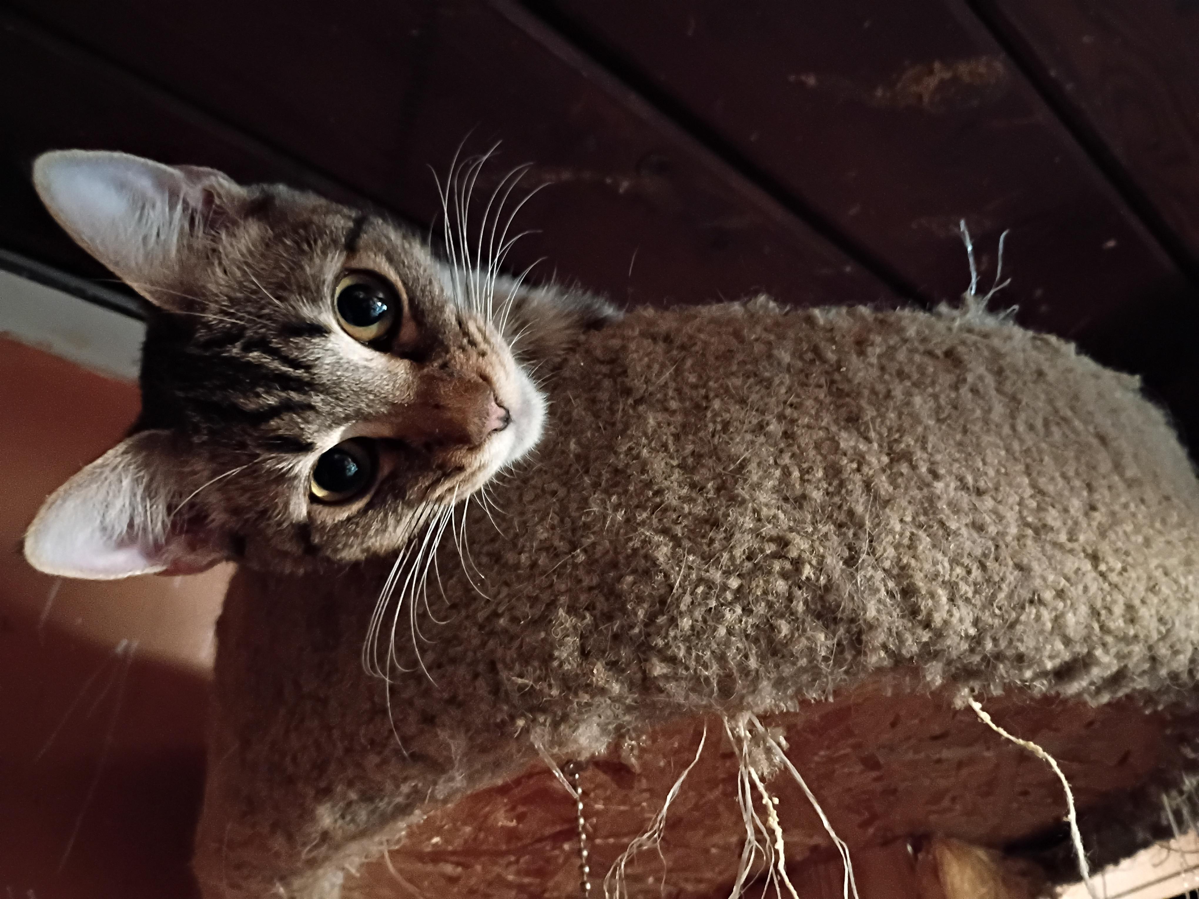 Enlarge George, a Adoptable American Shorthair in Panorama City, CA image 2/5
