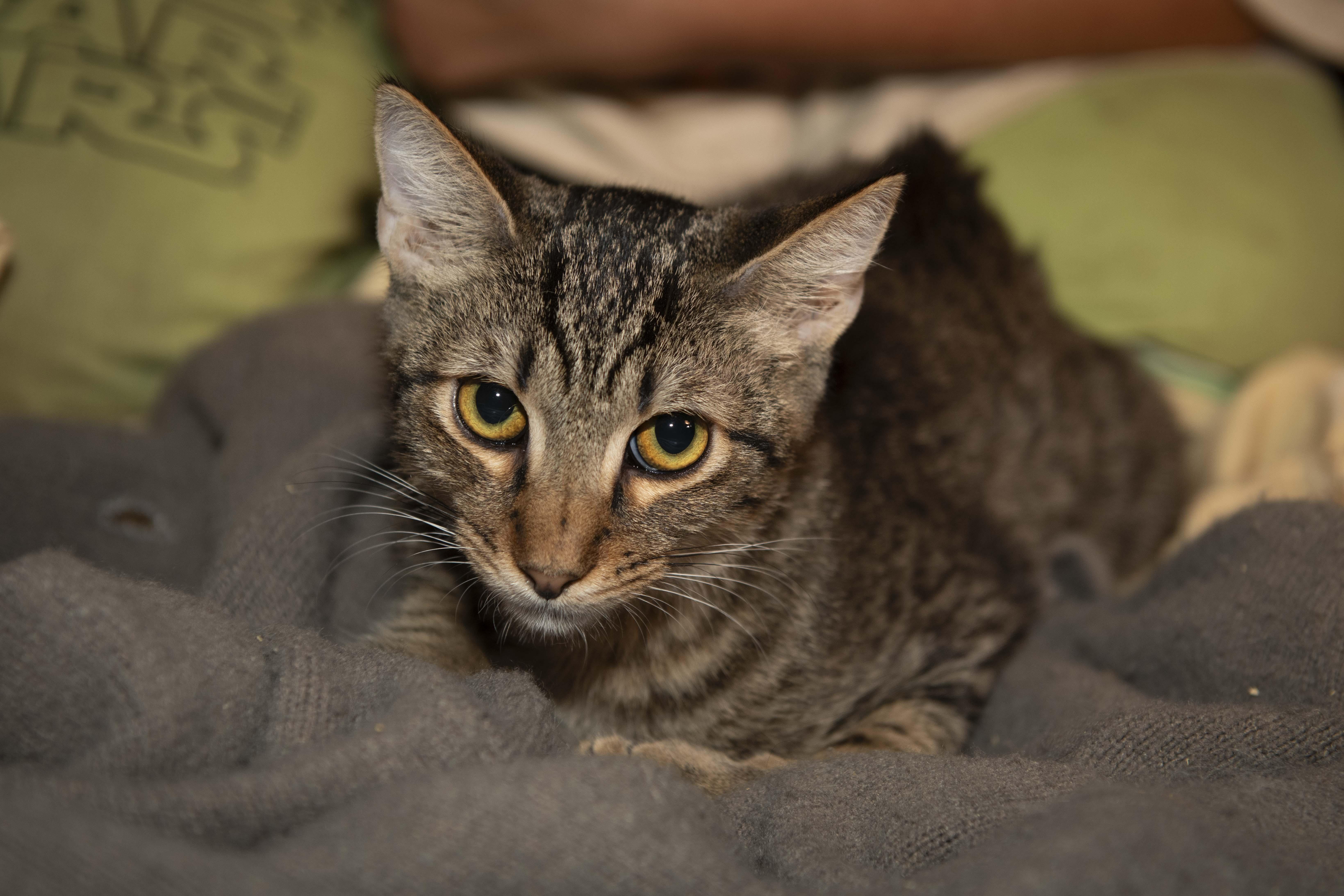 Enlarge George, a Adoptable American Shorthair in Panorama City, CA image 4/5