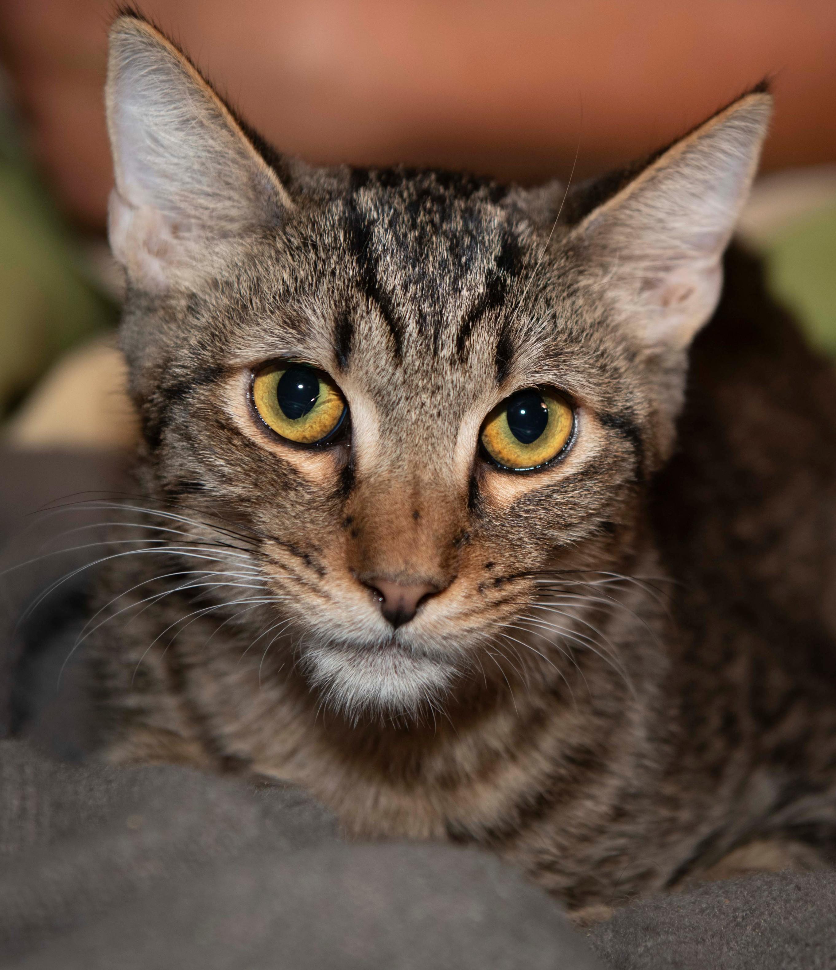 George, Adoptable, Young Male American Shorthair.