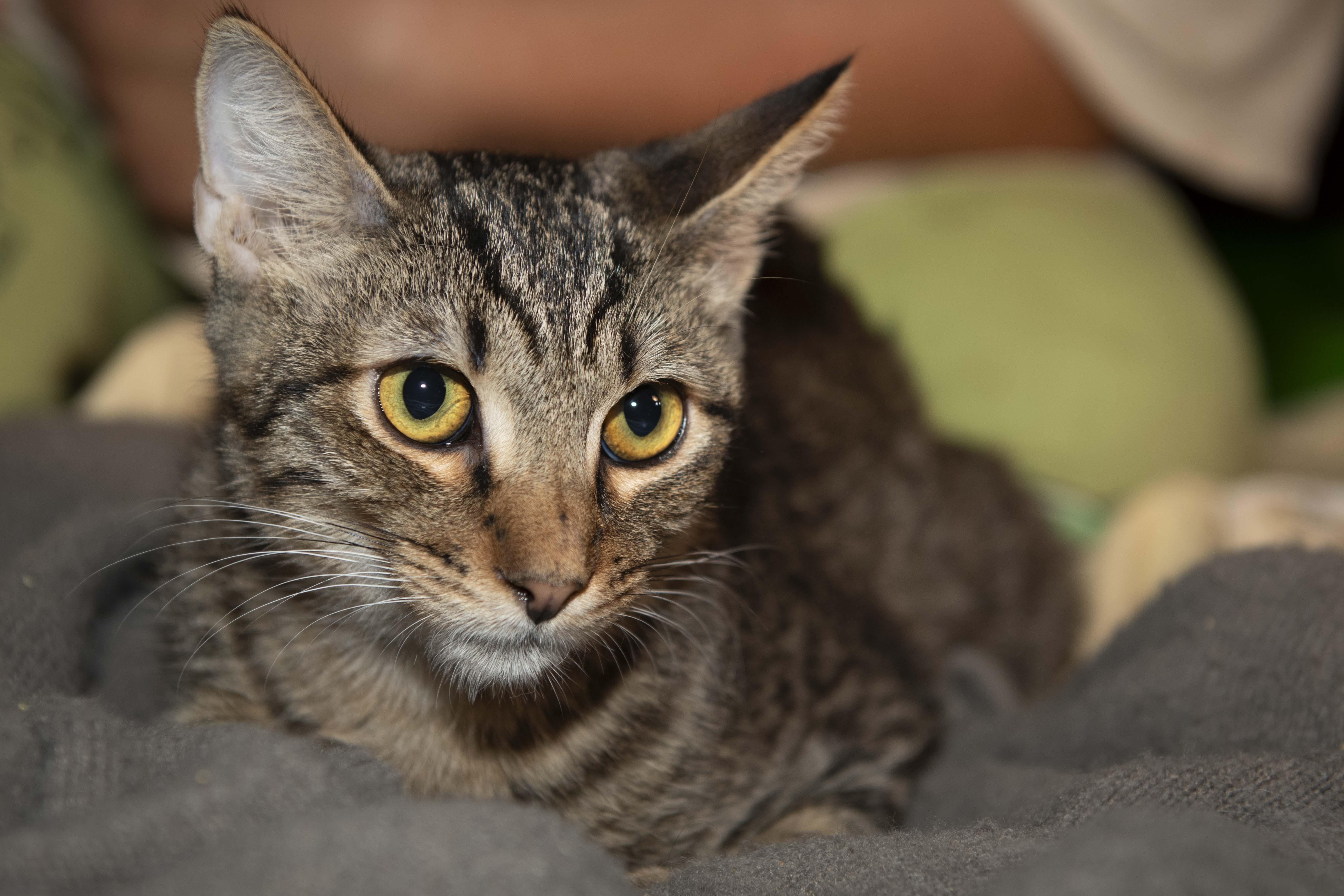 Enlarge George, a Adoptable American Shorthair in Panorama City, CA image 5/5