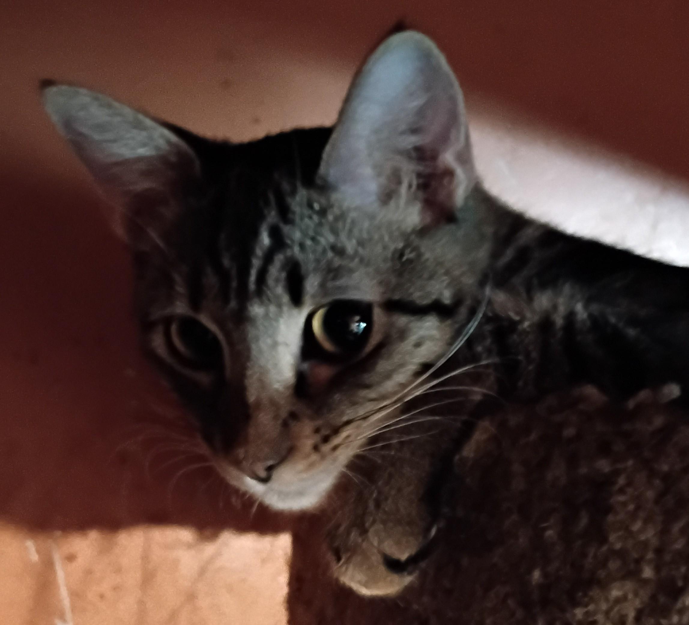 Enlarge George, a Adoptable American Shorthair in Panorama City, CA image 1/5